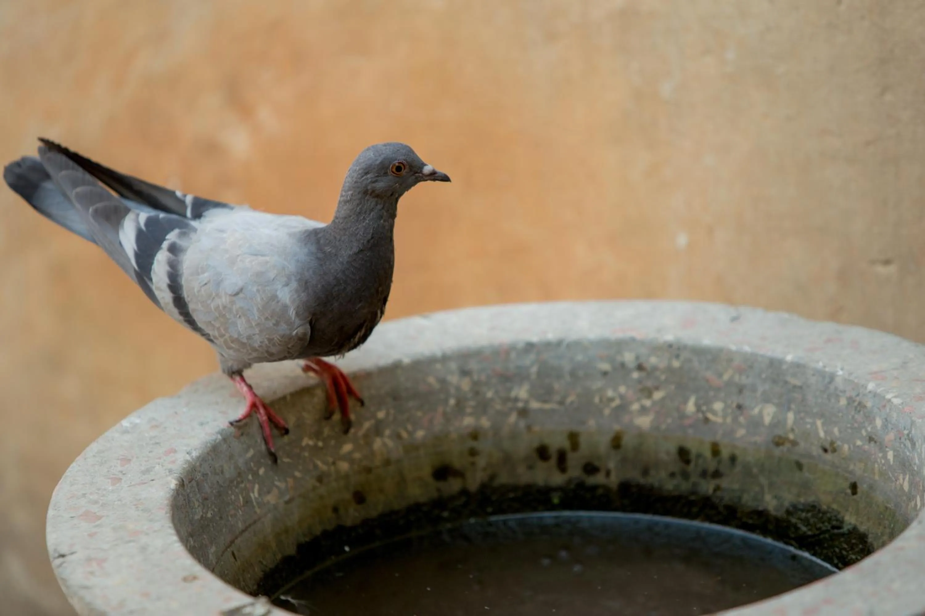 View (from property/room) in Anadolu Evleri