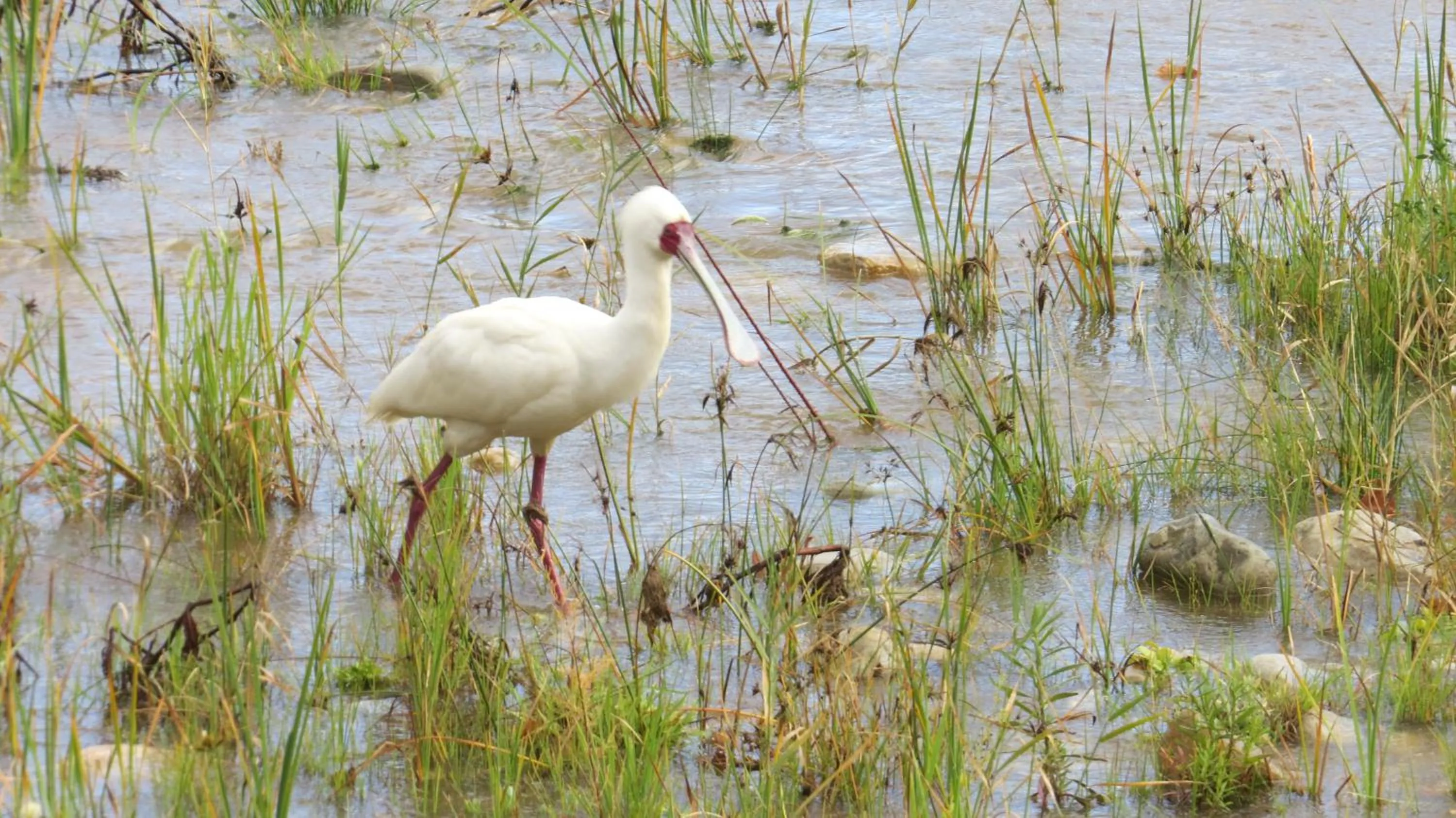 Animals in Montagu Springs Resort
