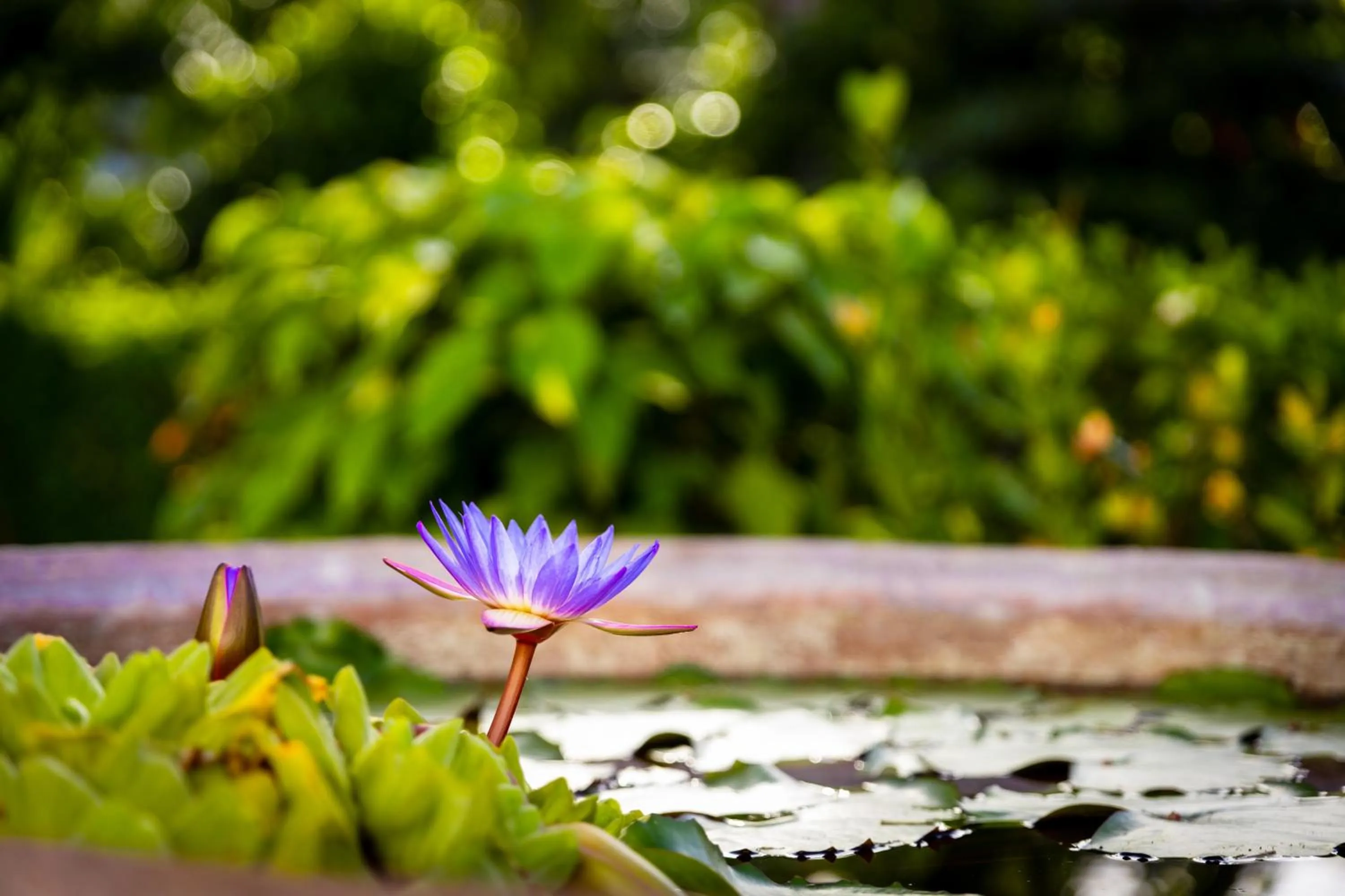 Garden in Siesta Hotel