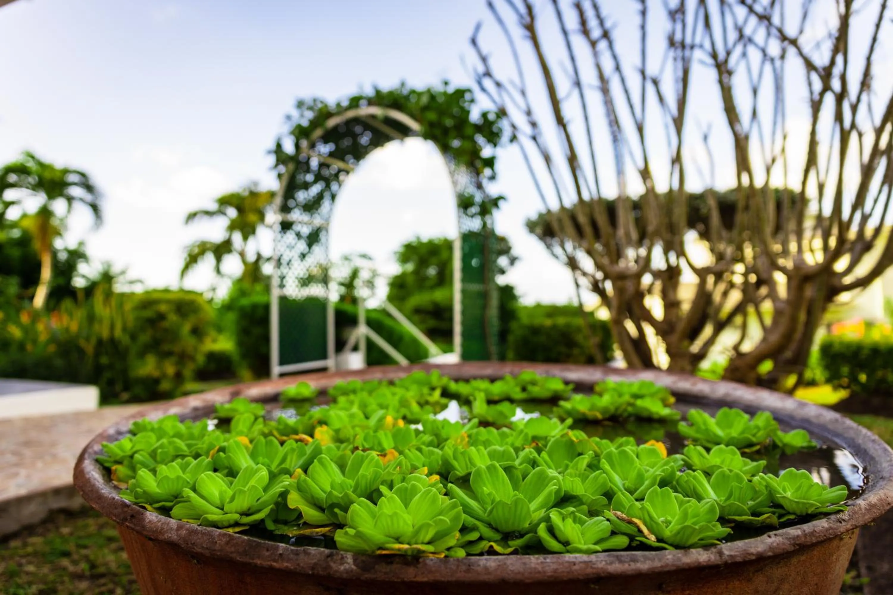 Garden in Siesta Hotel