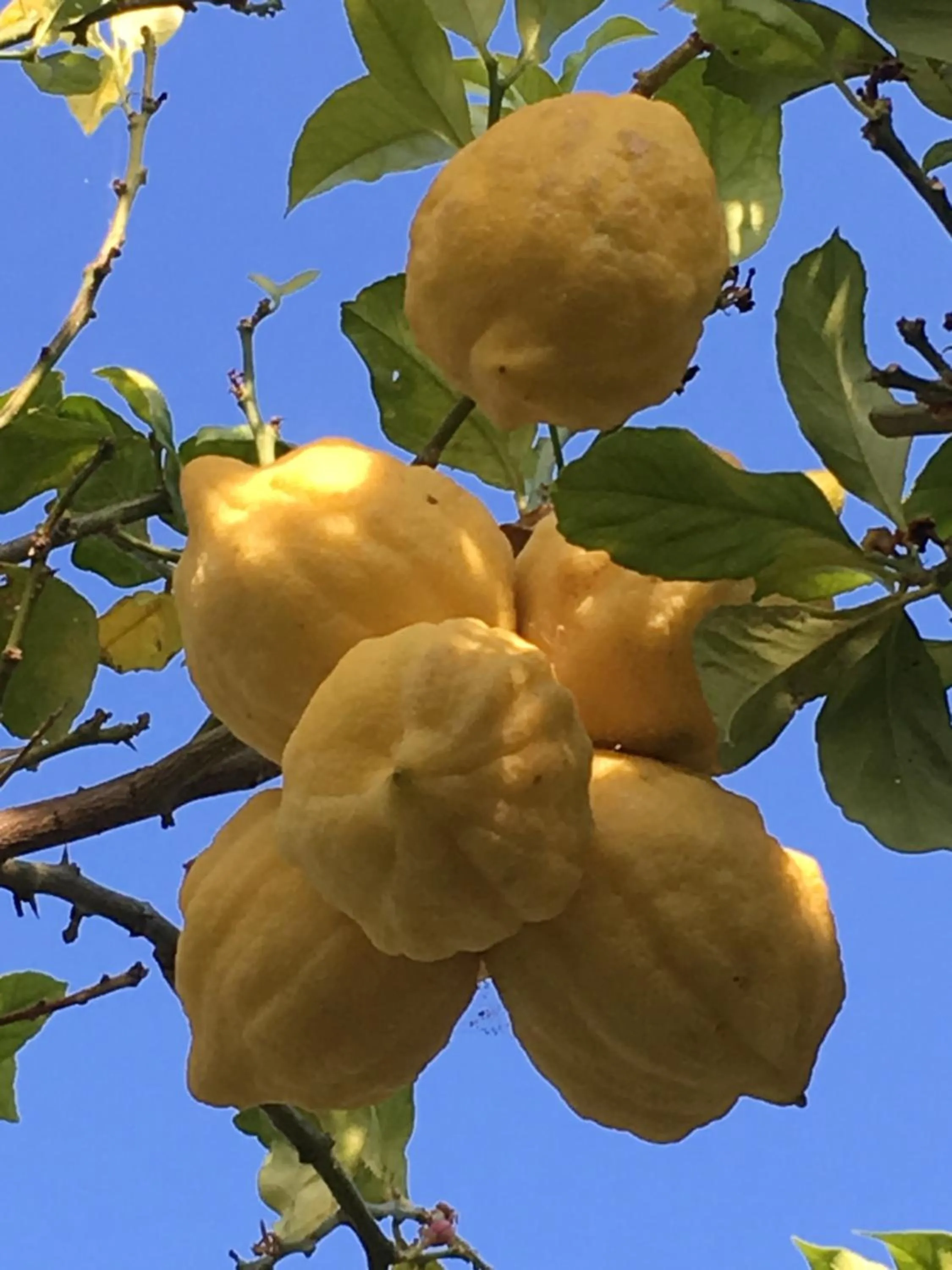 Garden in Poggio Aragosta Hotel & Spa