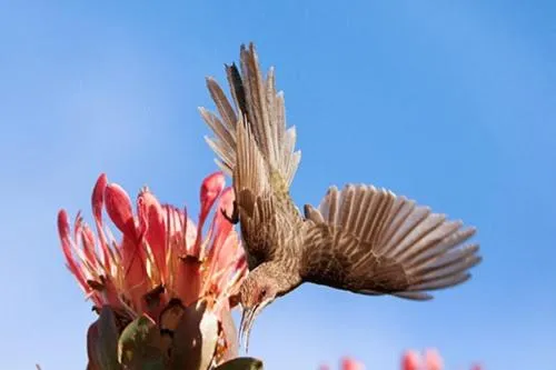 Old Cape Last Trading Post
