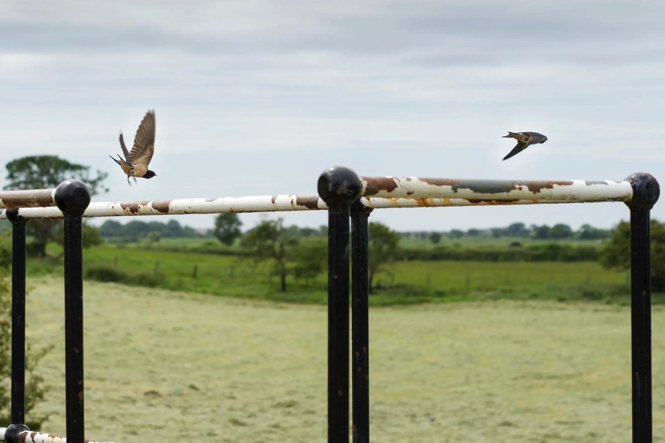 Animals in Pyes Mill Hotel Conder Green