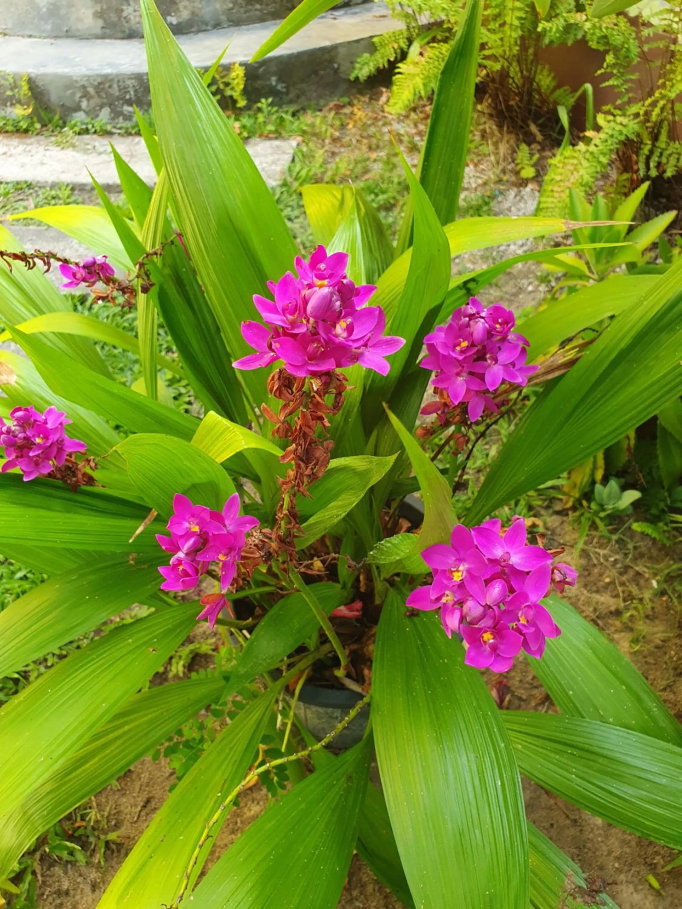Spring in Pousada Bucaneiros