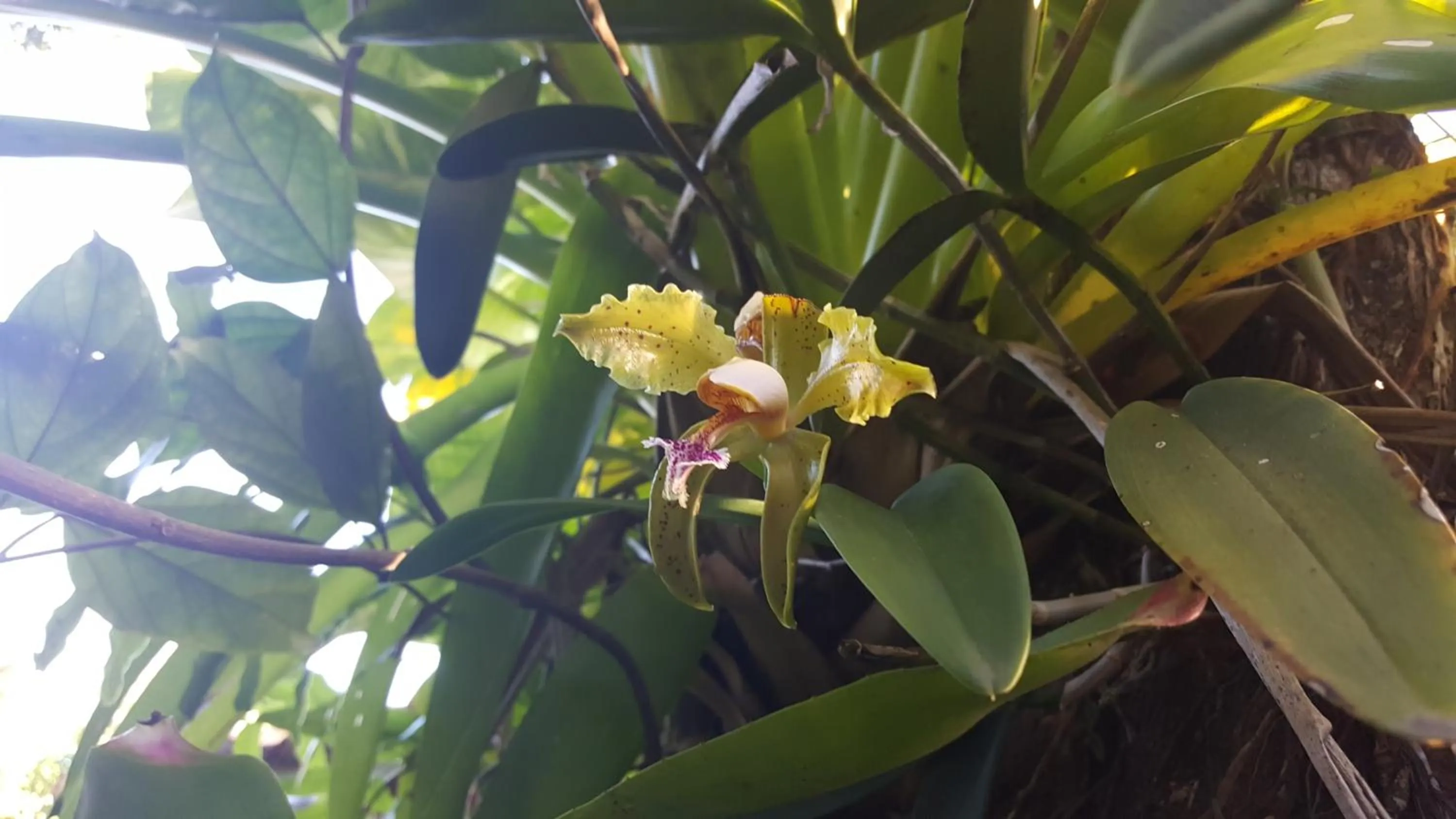 Garden in Pousada Bucaneiros