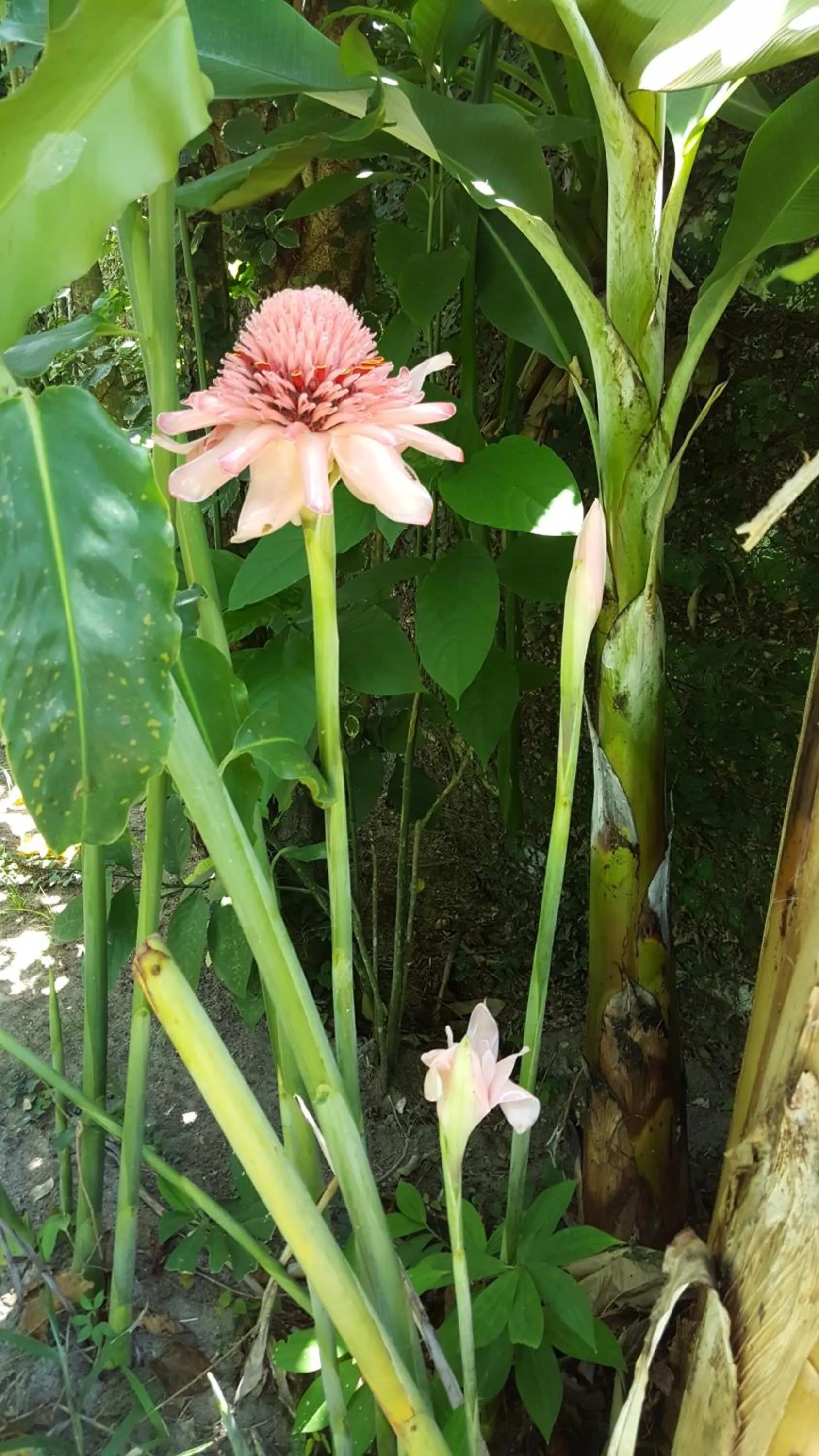 Garden in Pousada Bucaneiros