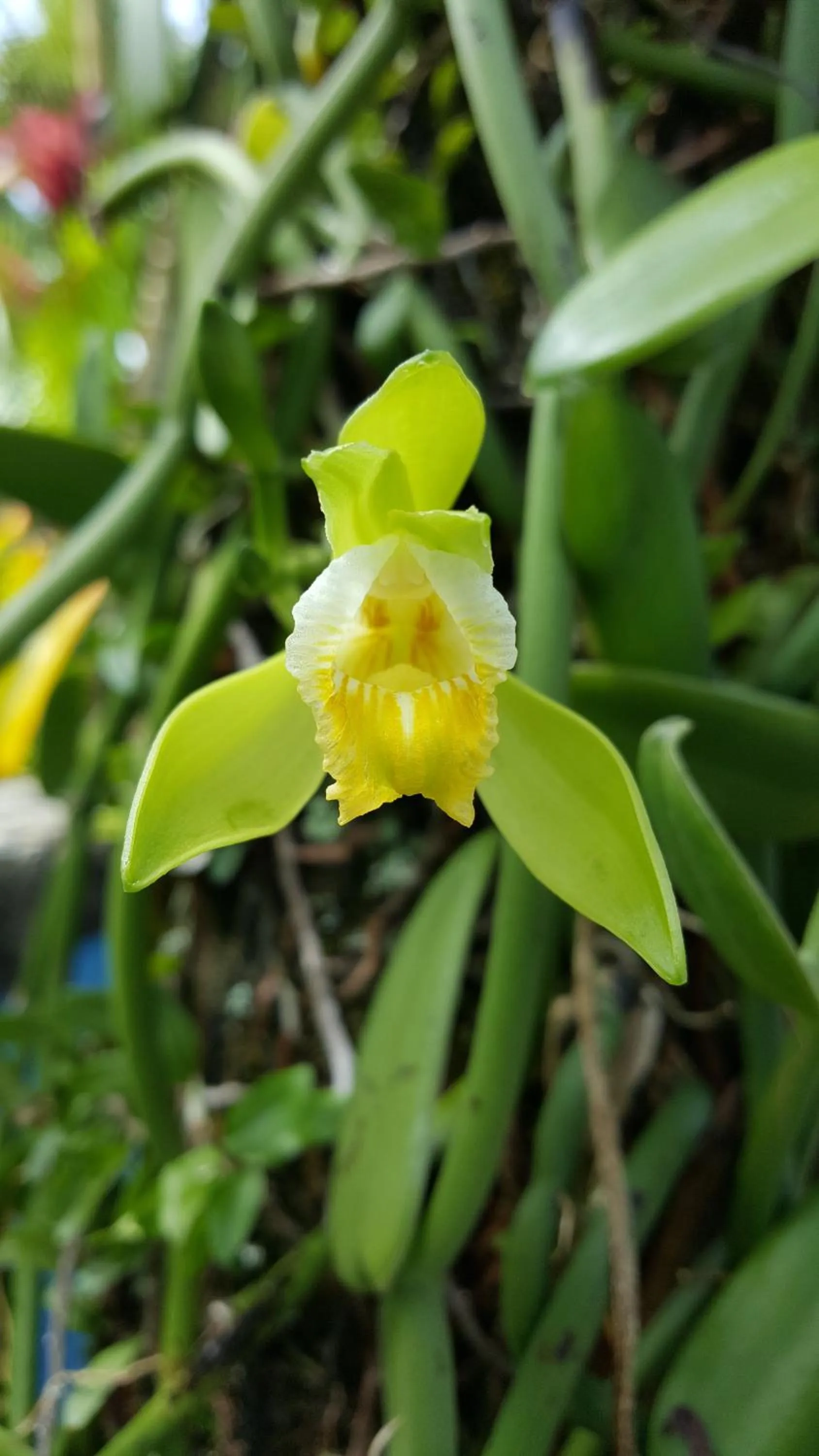 Garden in Pousada Bucaneiros