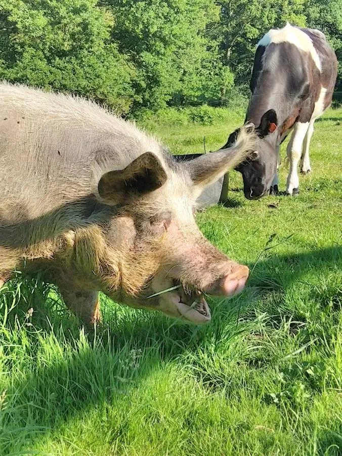Property building in Domaine de Lesvaniel