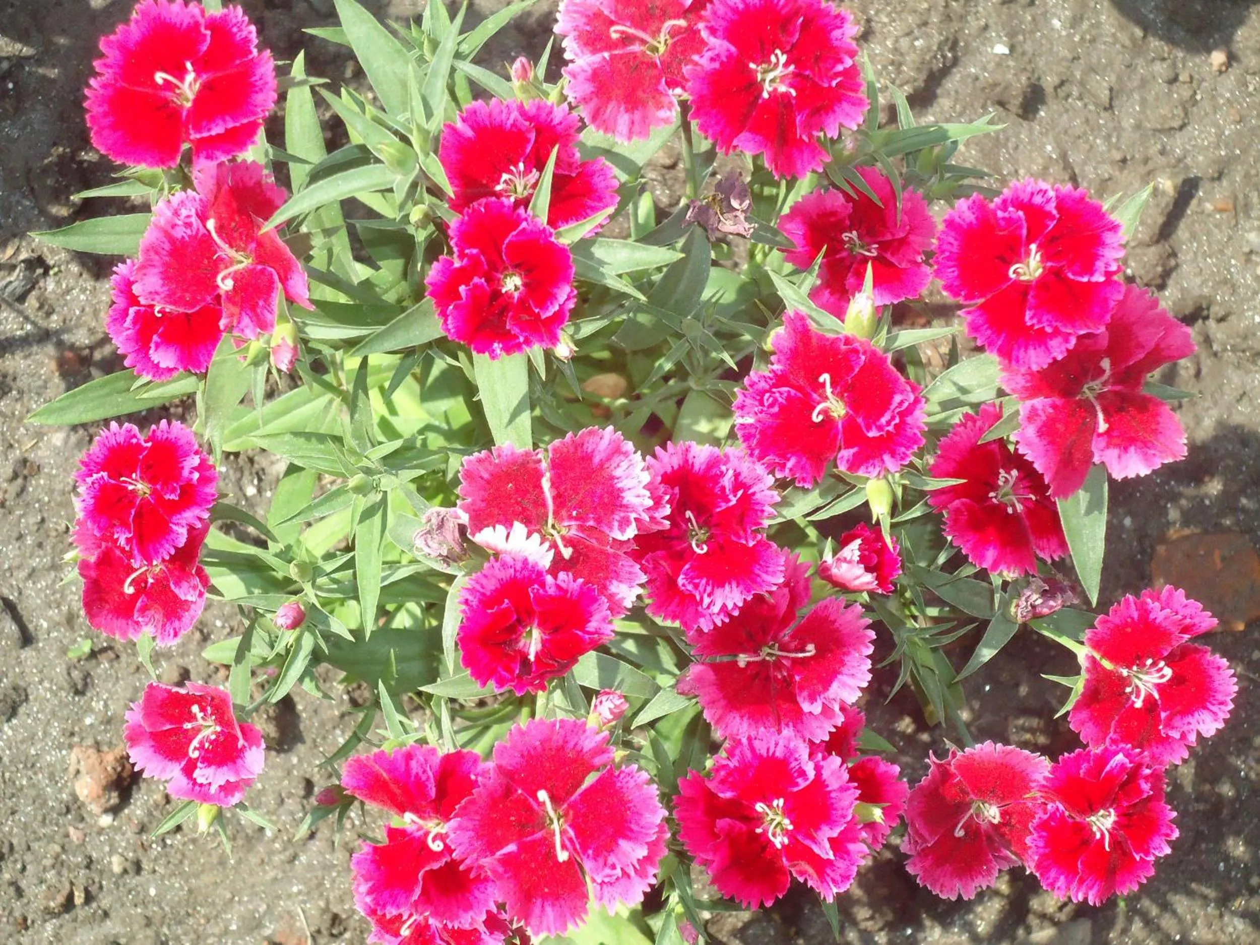 Garden in Hotel Discovery Inn