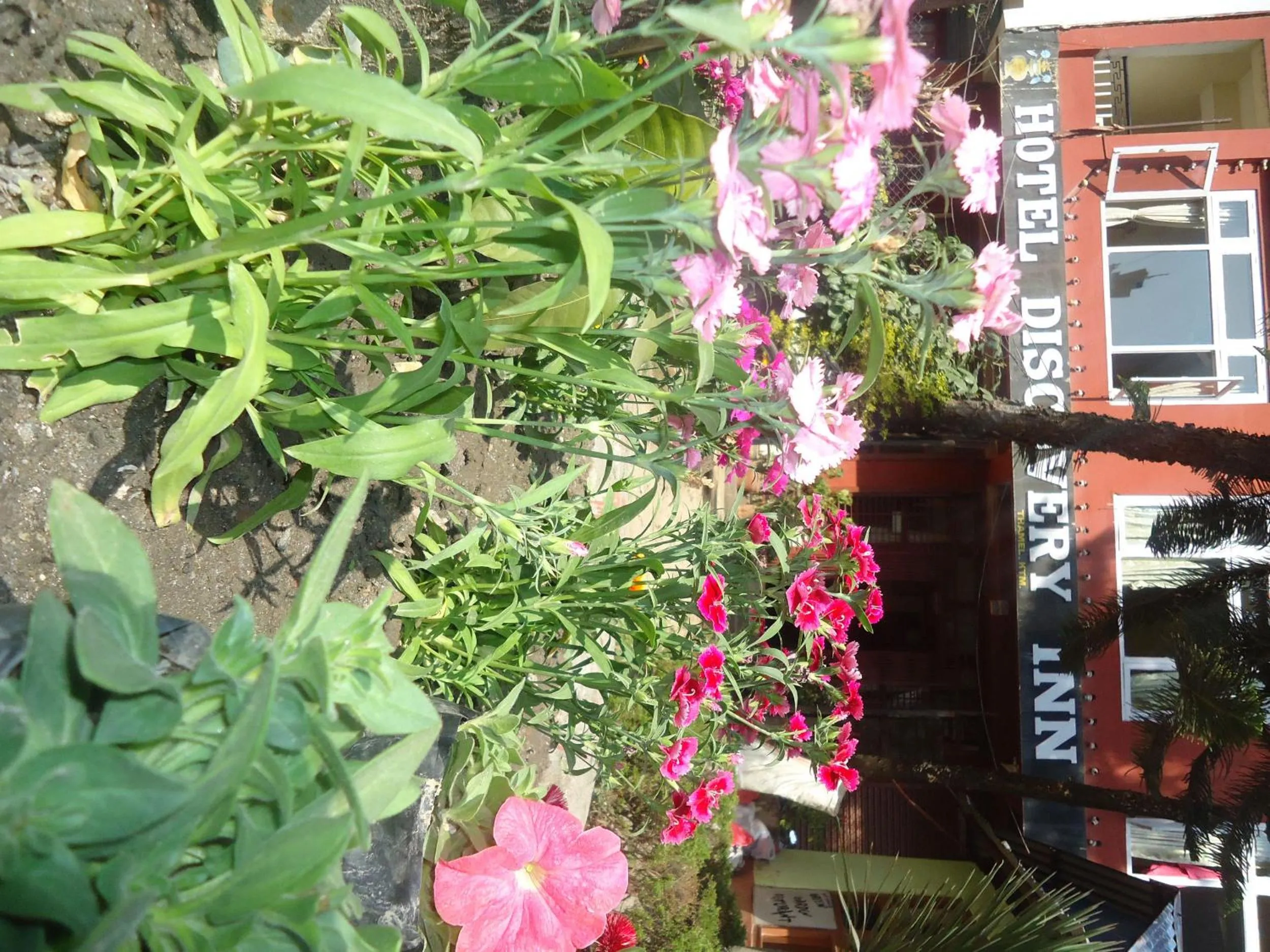 Garden in Hotel Discovery Inn