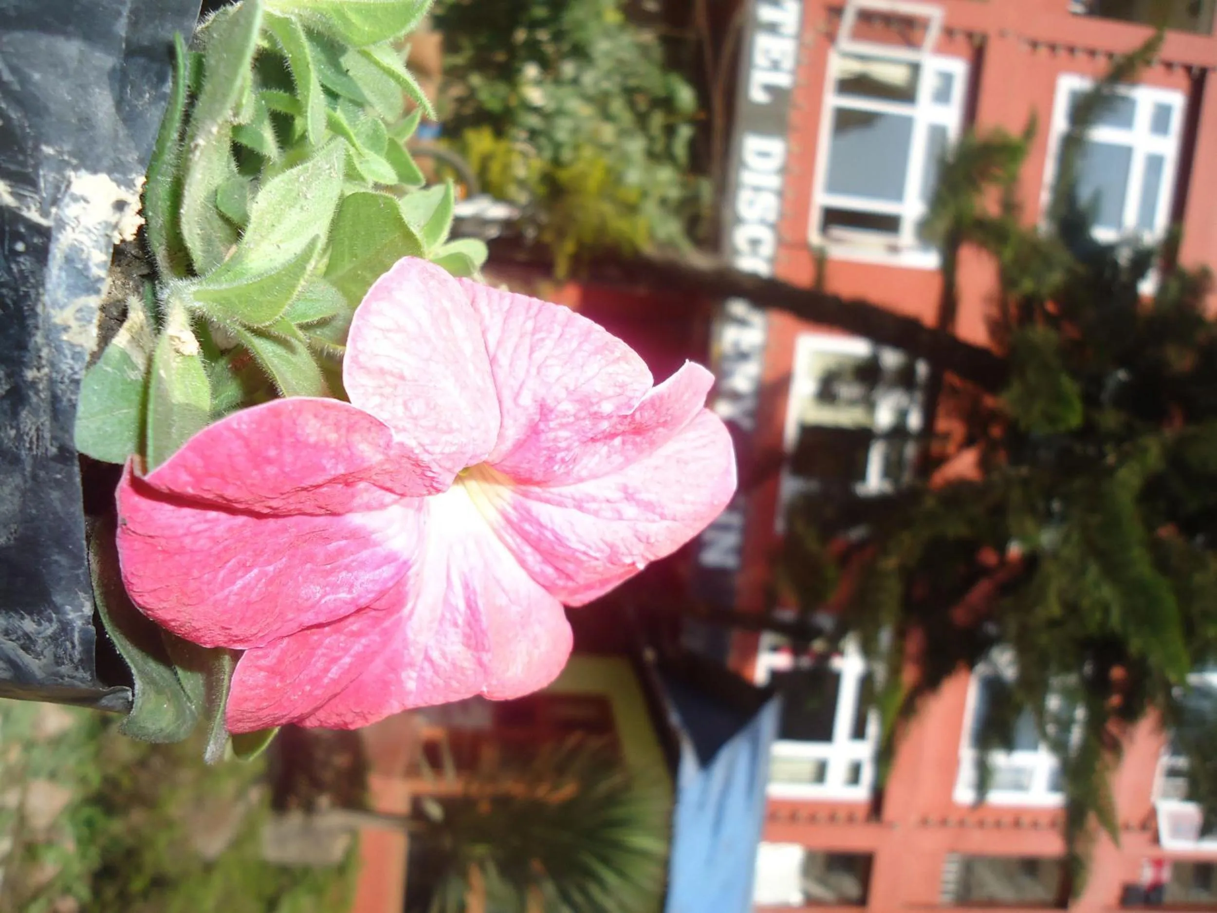 Garden in Hotel Discovery Inn