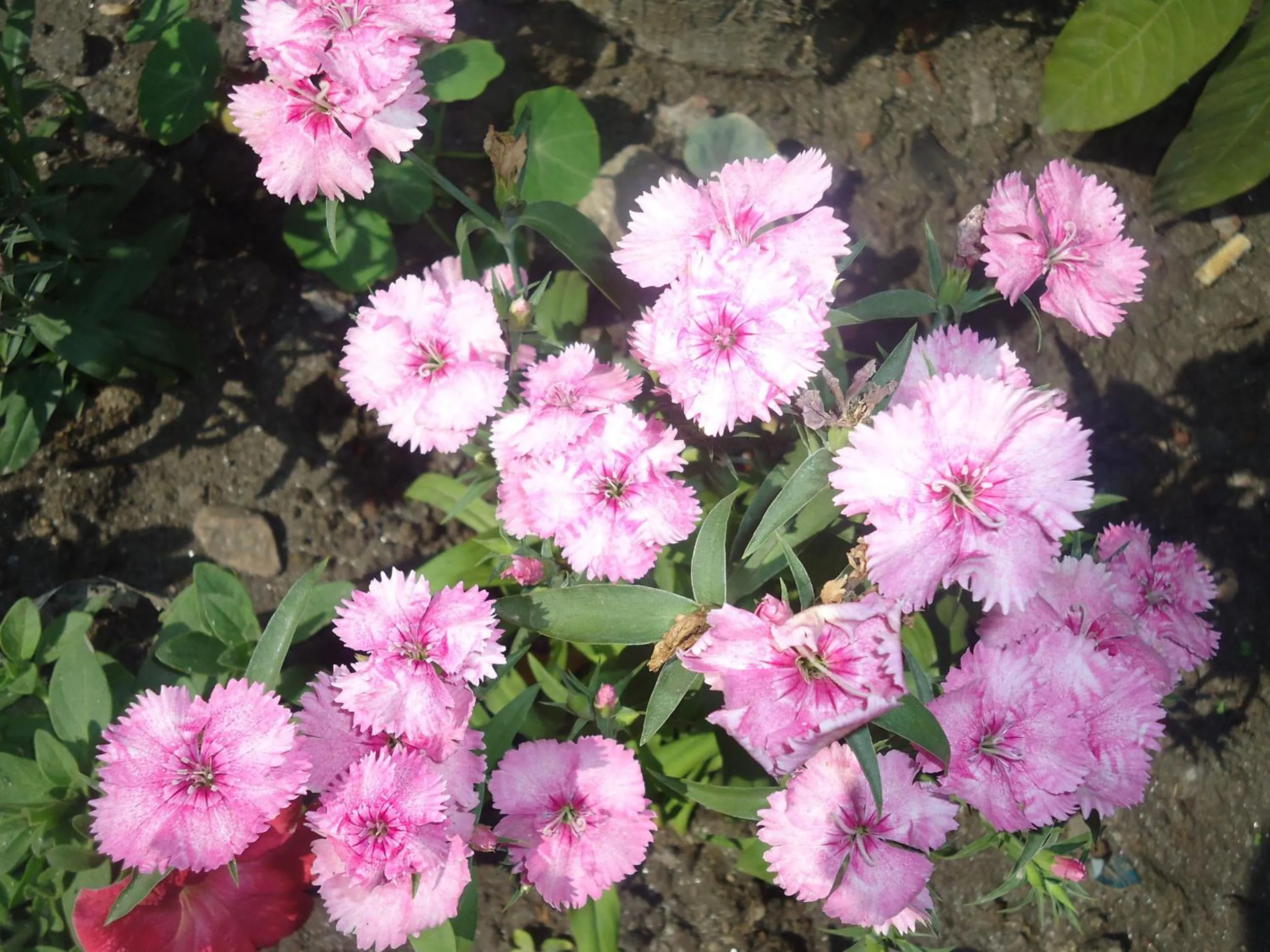 Garden in Hotel Discovery Inn