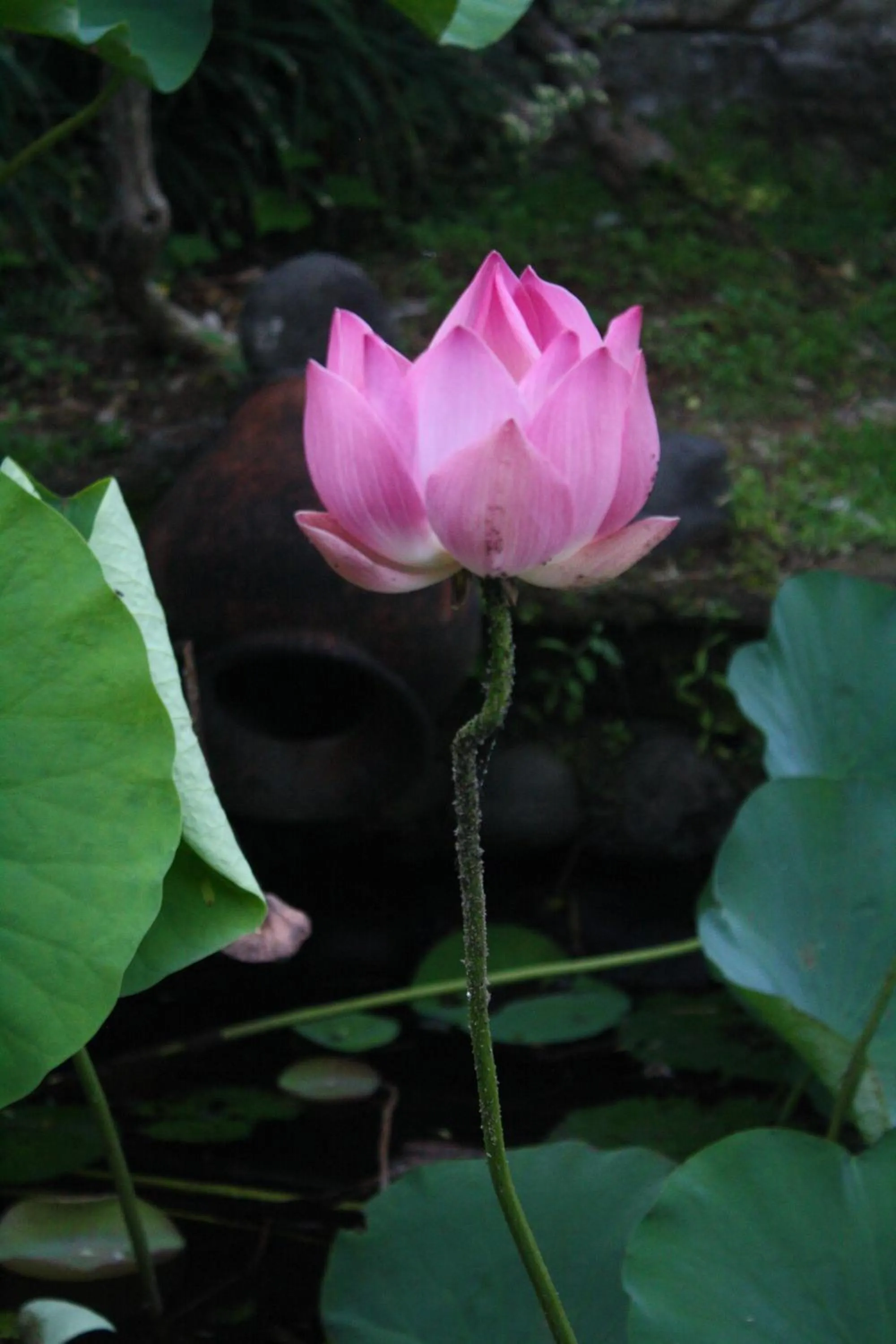 Garden in Gunung Paradis Retreat