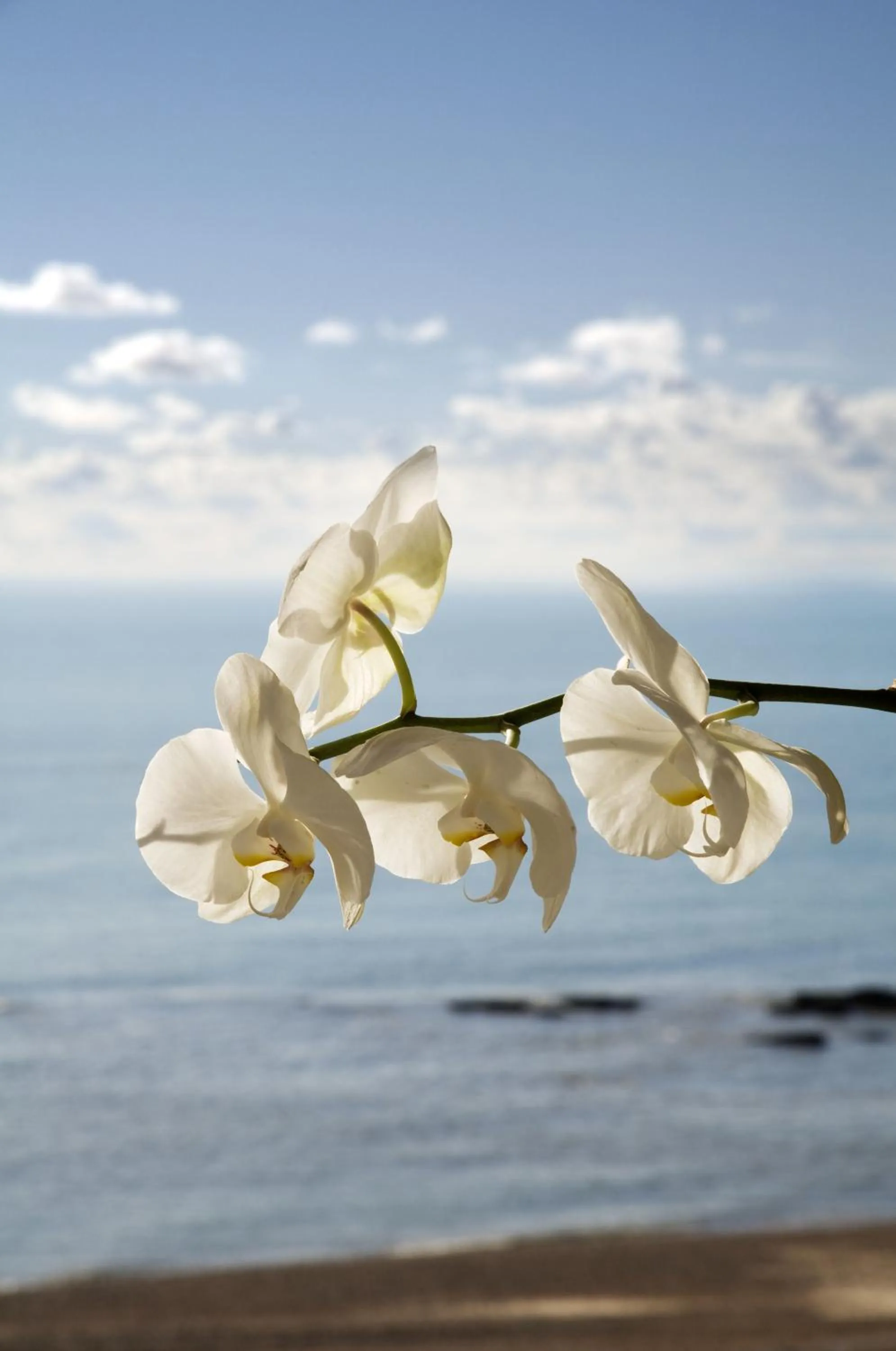 View (from property/room) in Zanzibar House 8-Bedroom Holiday House with Hot Tub & Yoga Studio