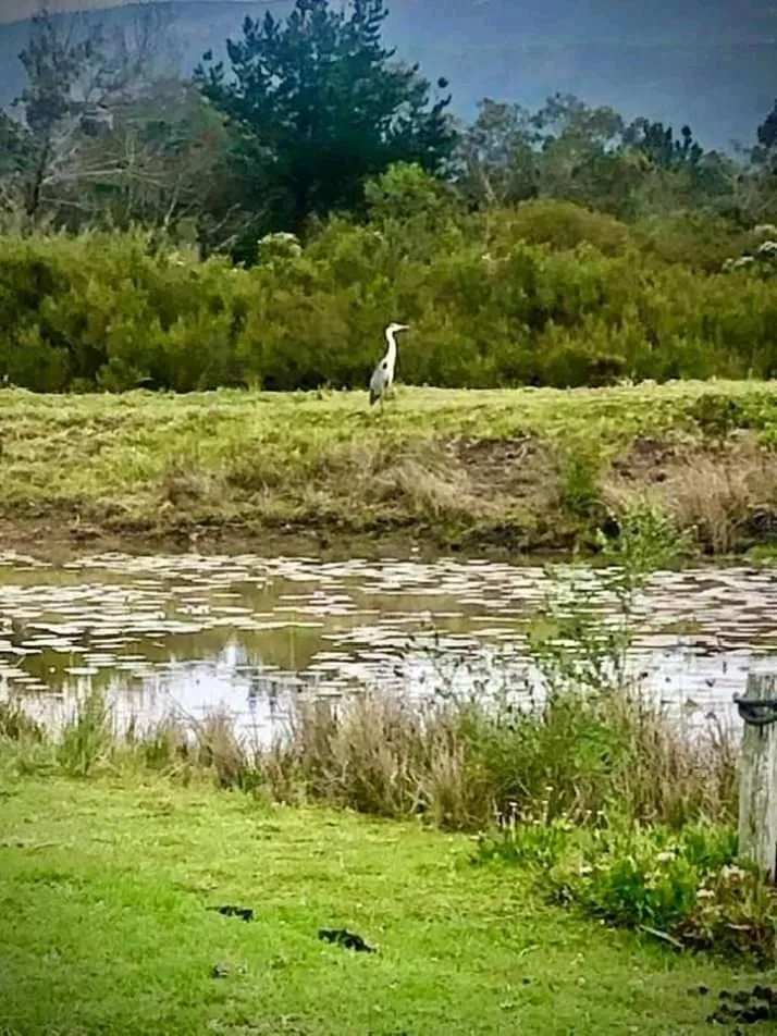 Garden in ECO Lodge Villa Villekula
