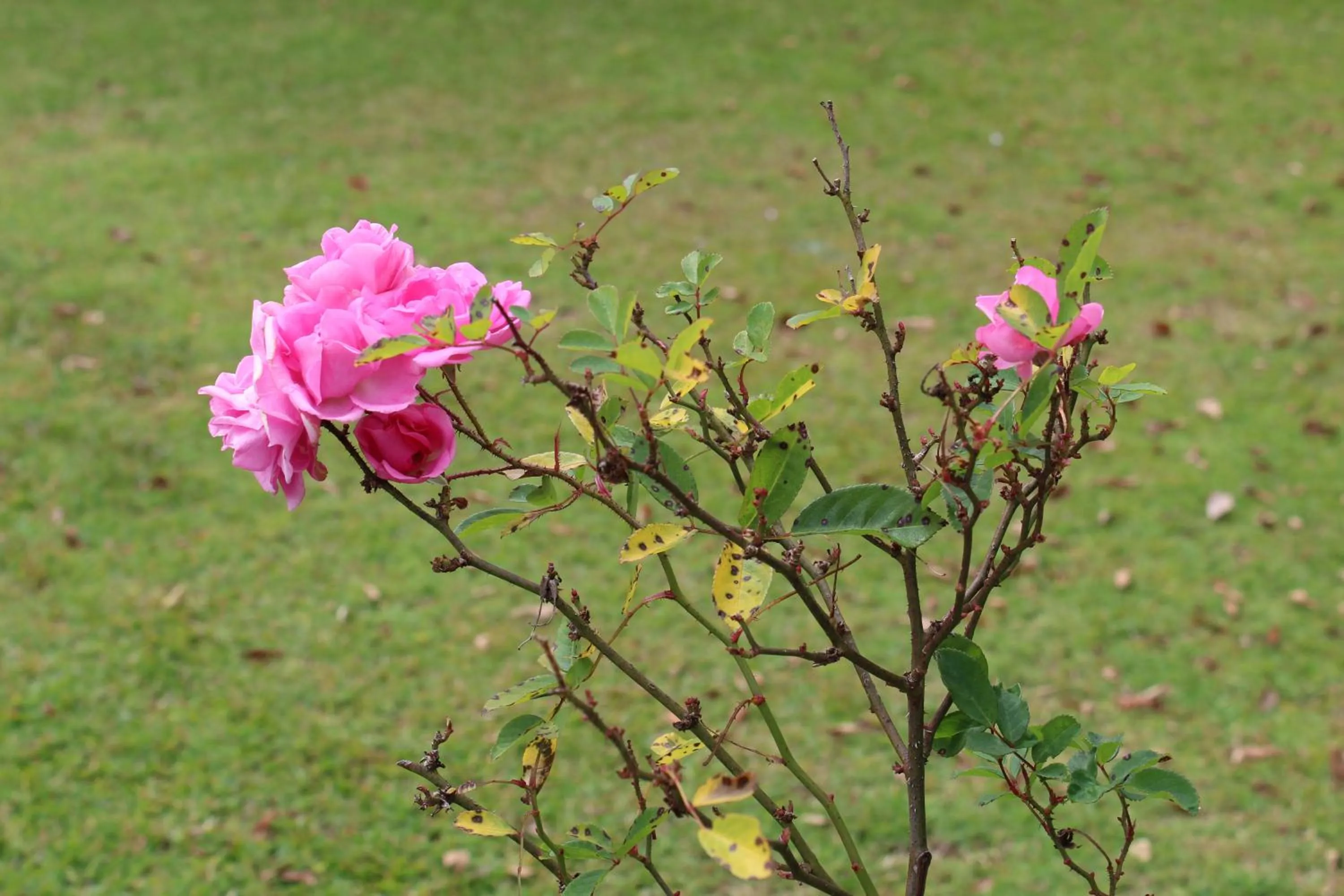 Garden in Casa Aconchegante no Capivari