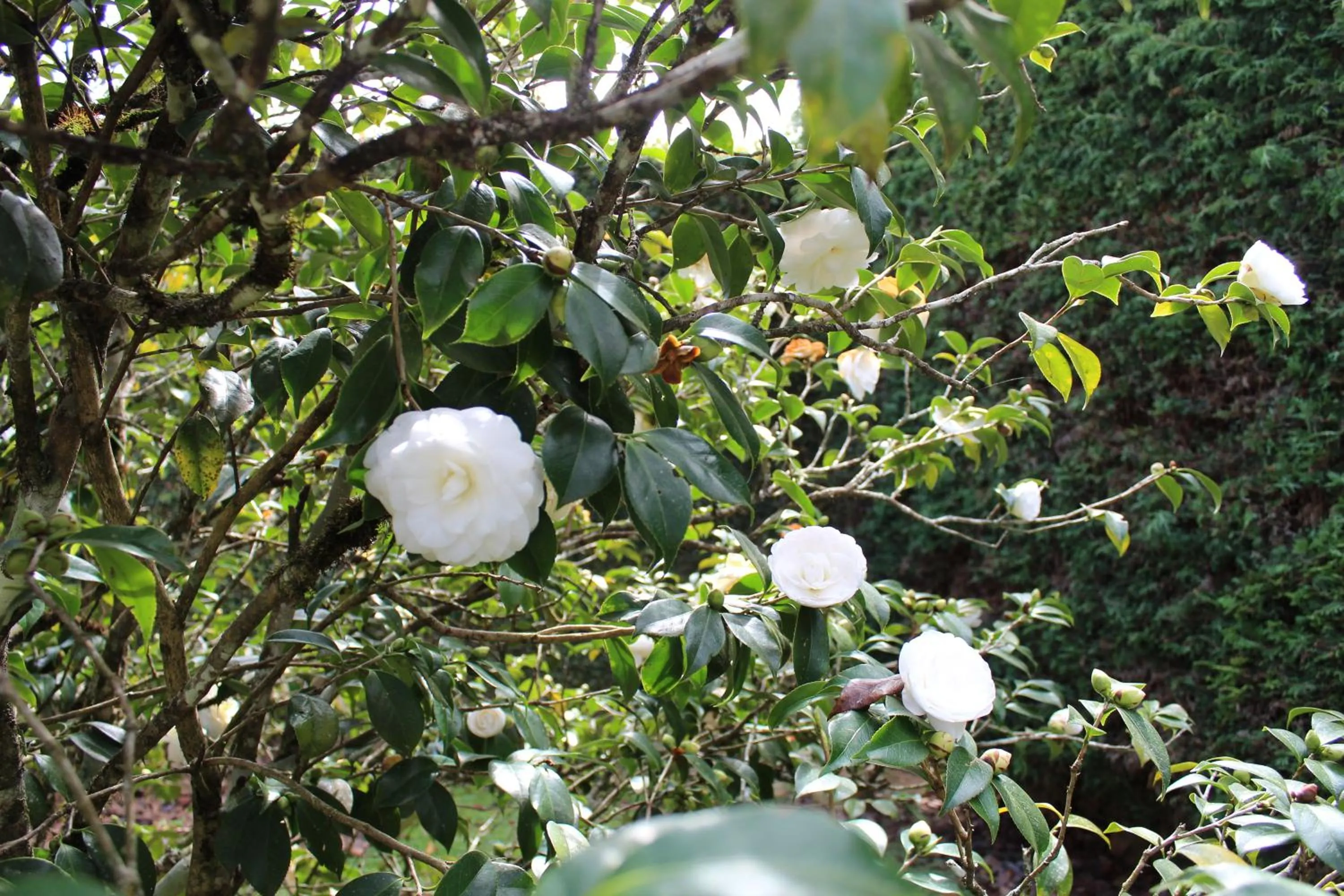 Garden in Casa Aconchegante no Capivari