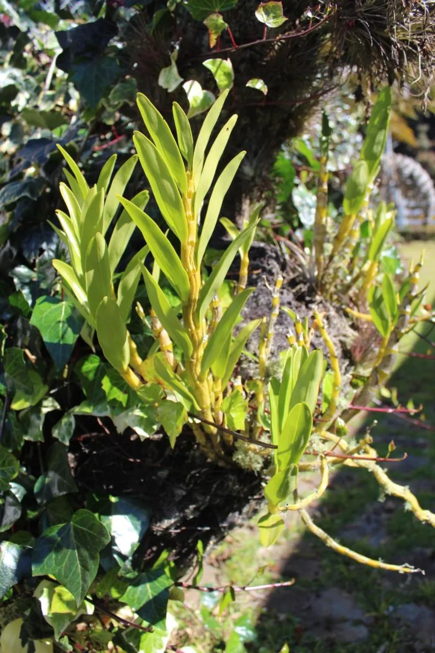 Garden in Casa Aconchegante no Capivari
