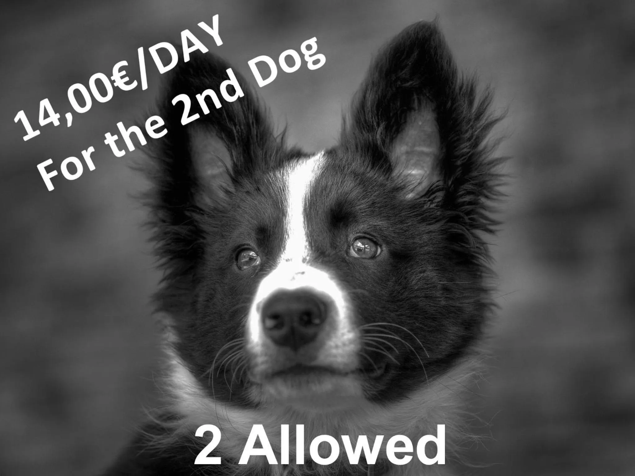 Pets in ApartHotel RIALB