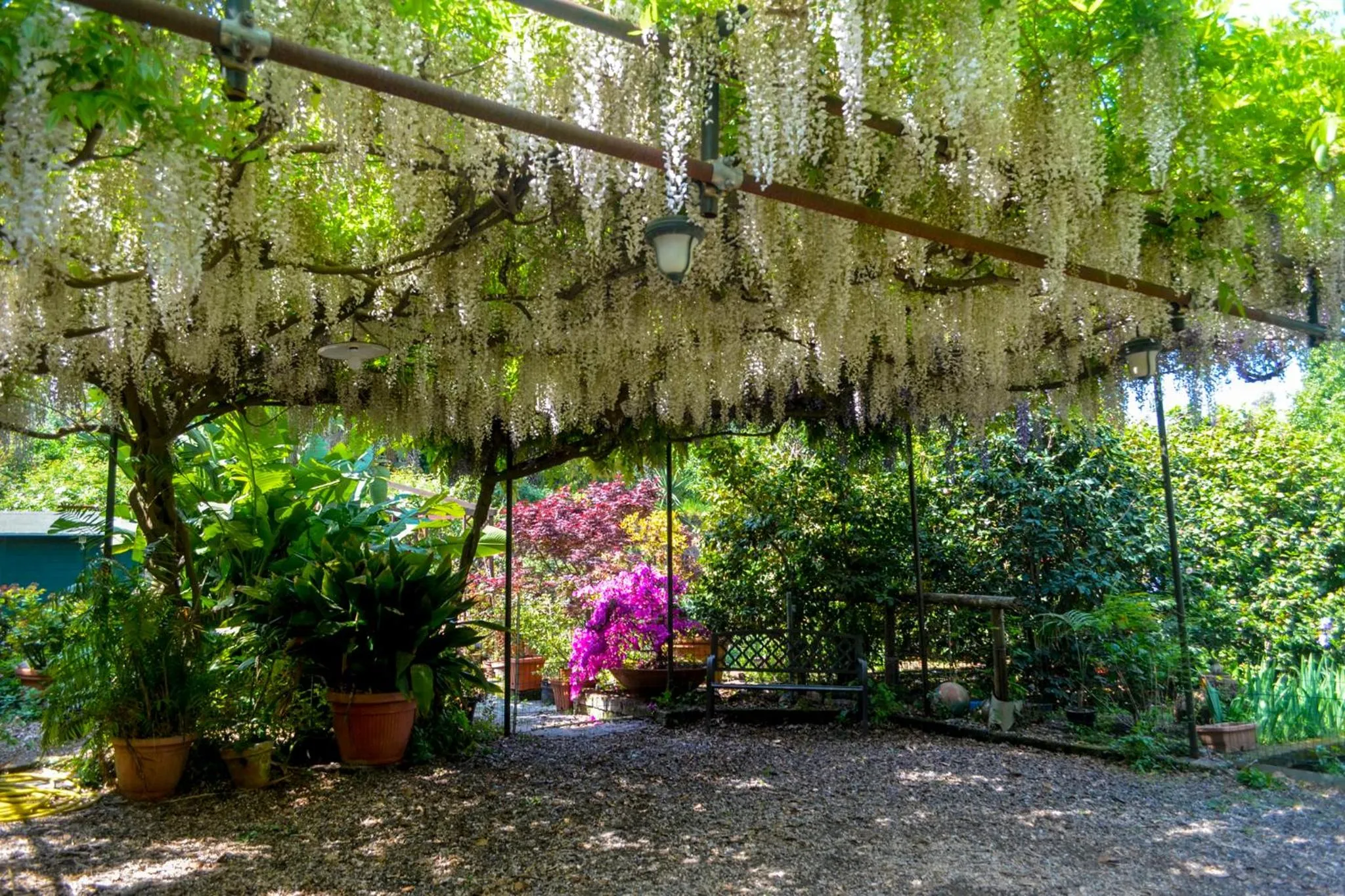Garden in B&B Al Mare Sorrento
