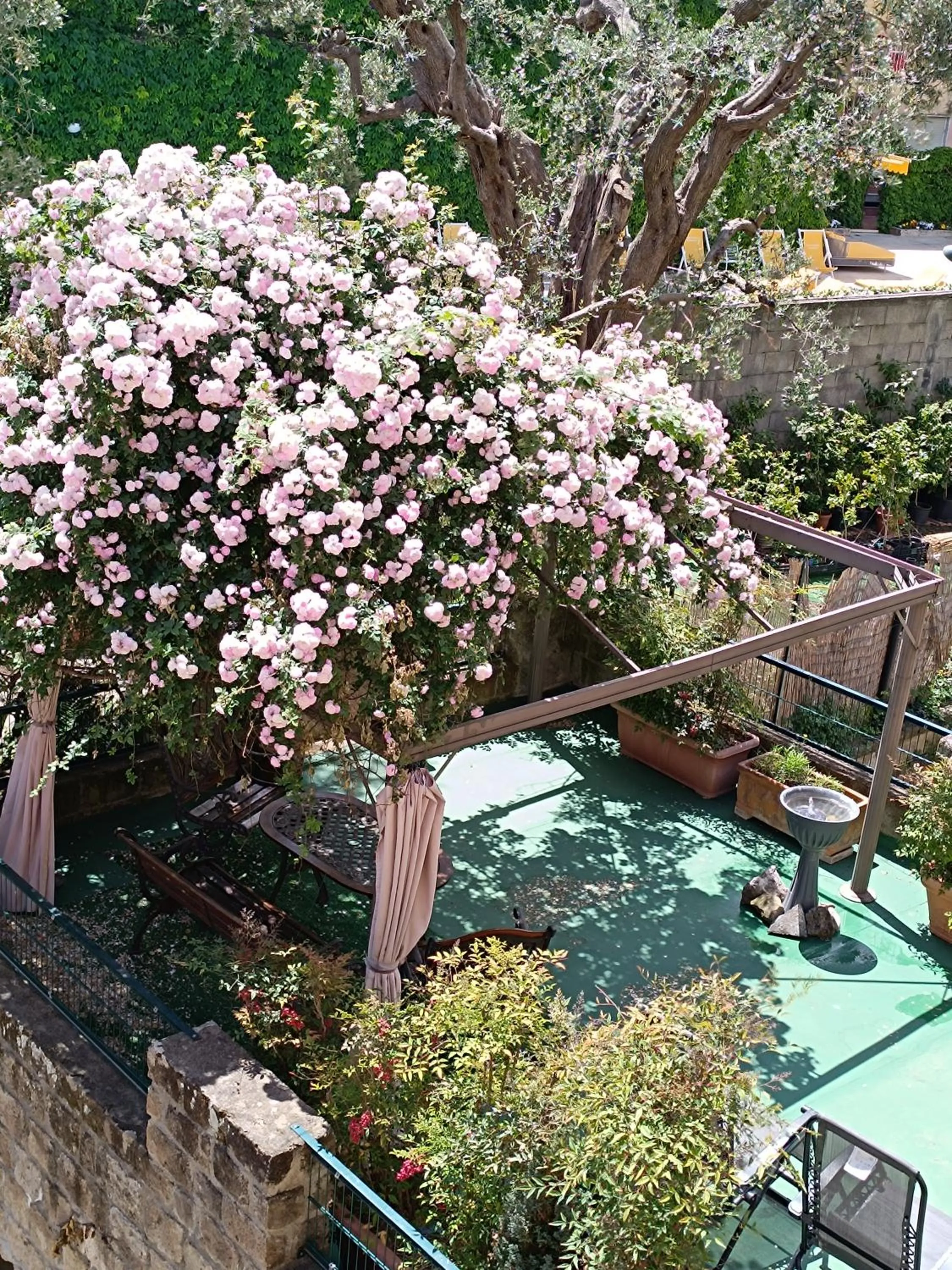 Garden in B&B Al Mare Sorrento