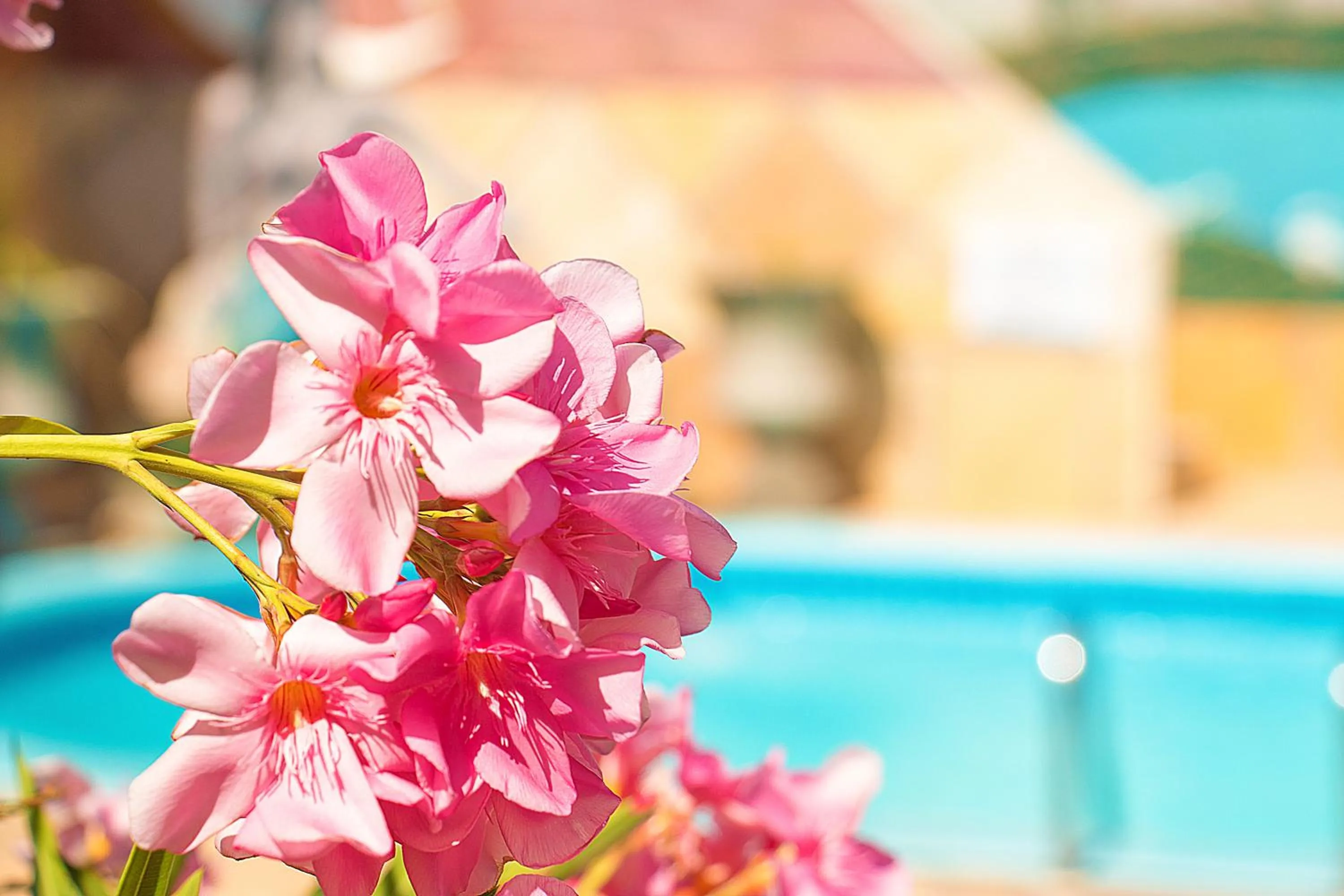 Pool view in Jardim dos Orixás