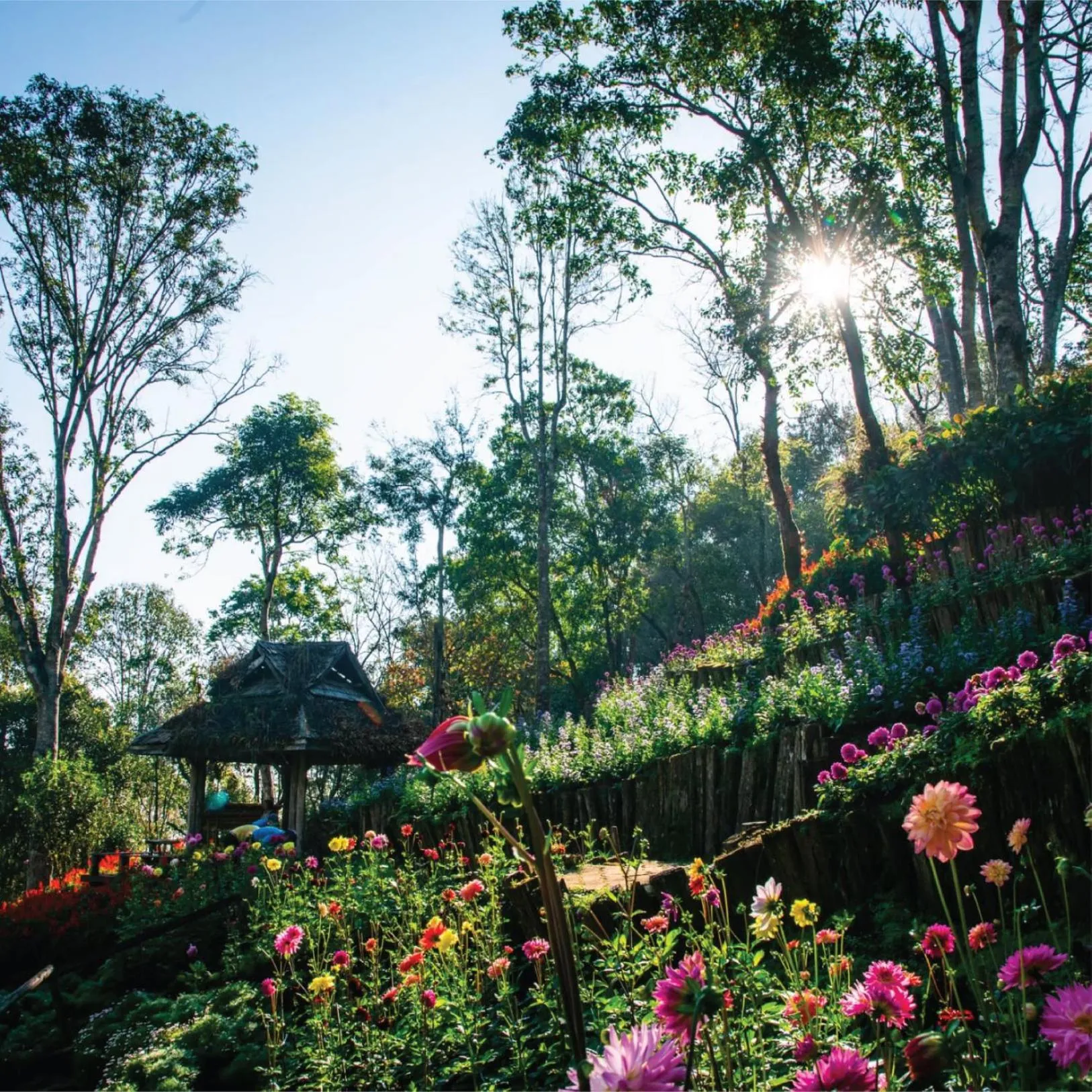 Neighbourhood in DoiTung Lodge