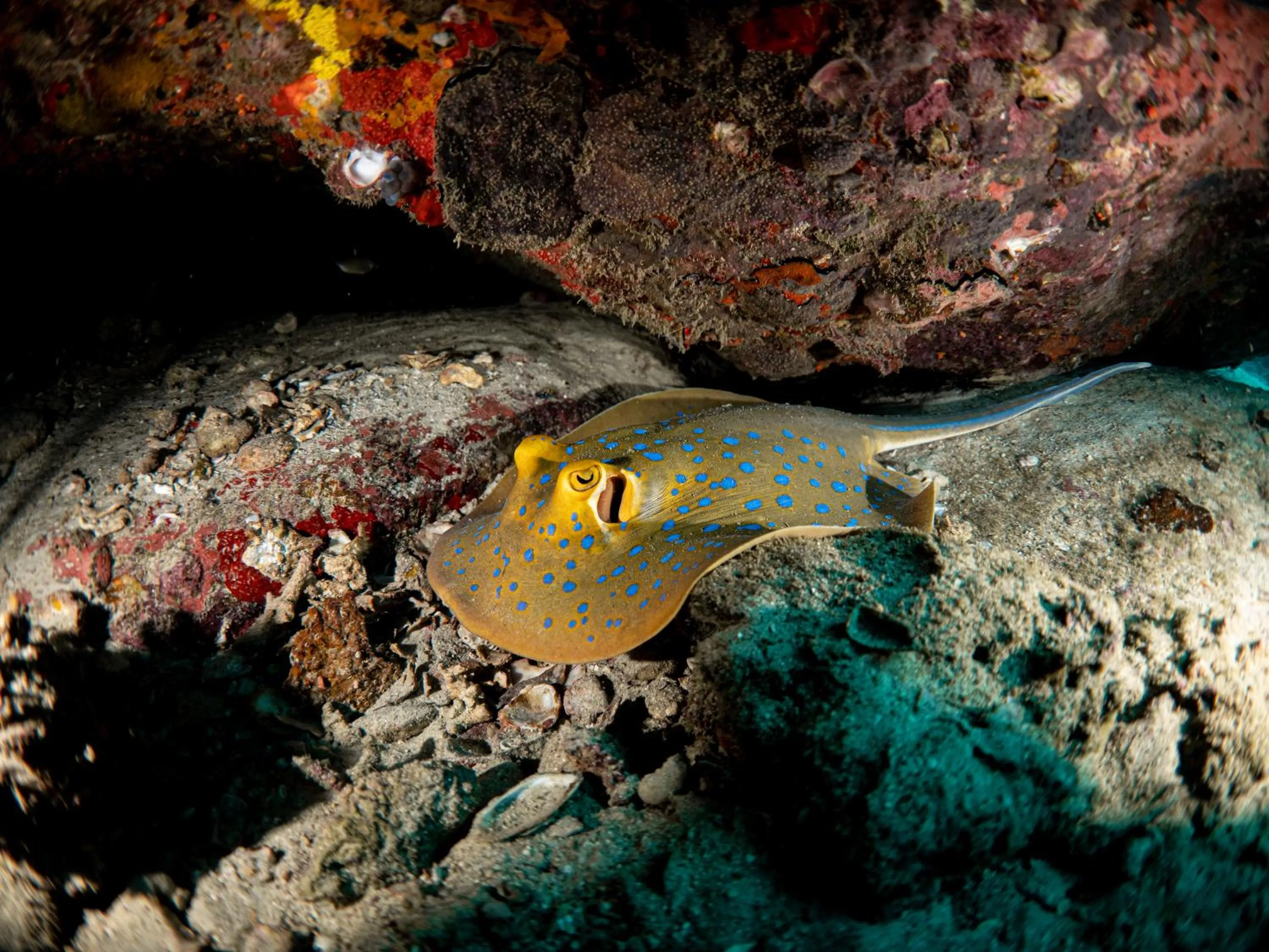 Diving in Ban's Diving Resort