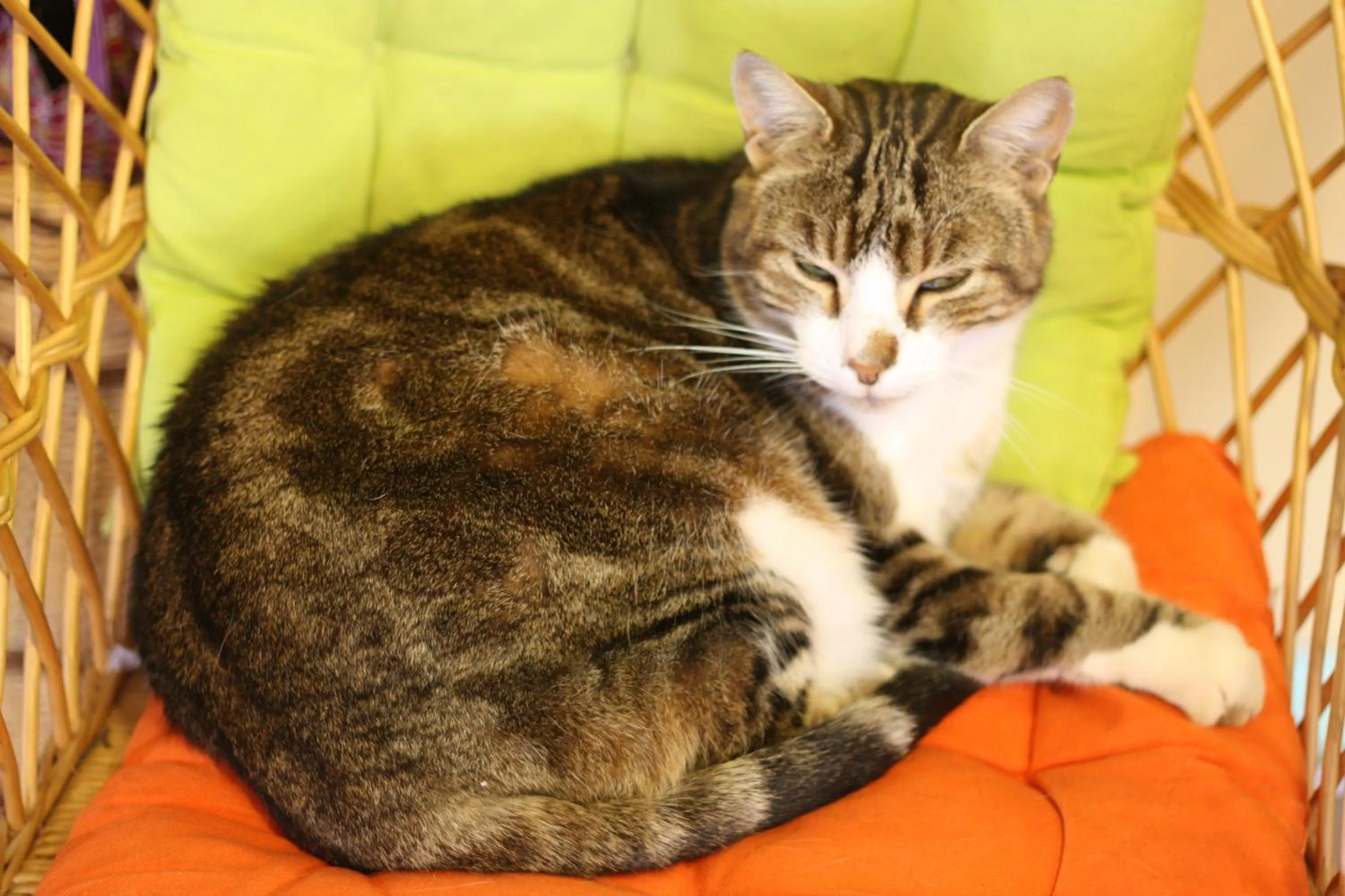 Pets in Auberge de la Fontaine