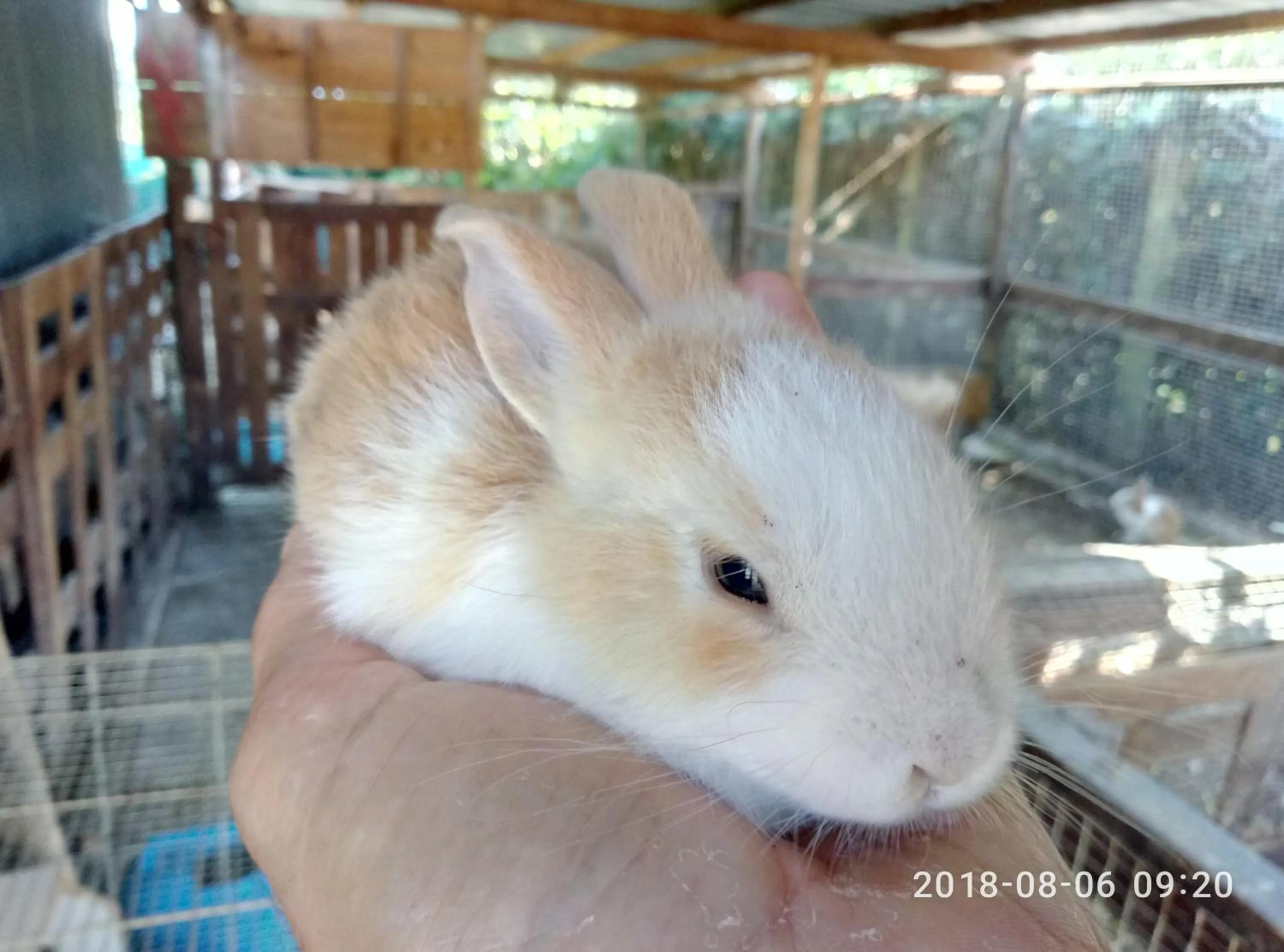 Pets in casadolcecasalatina