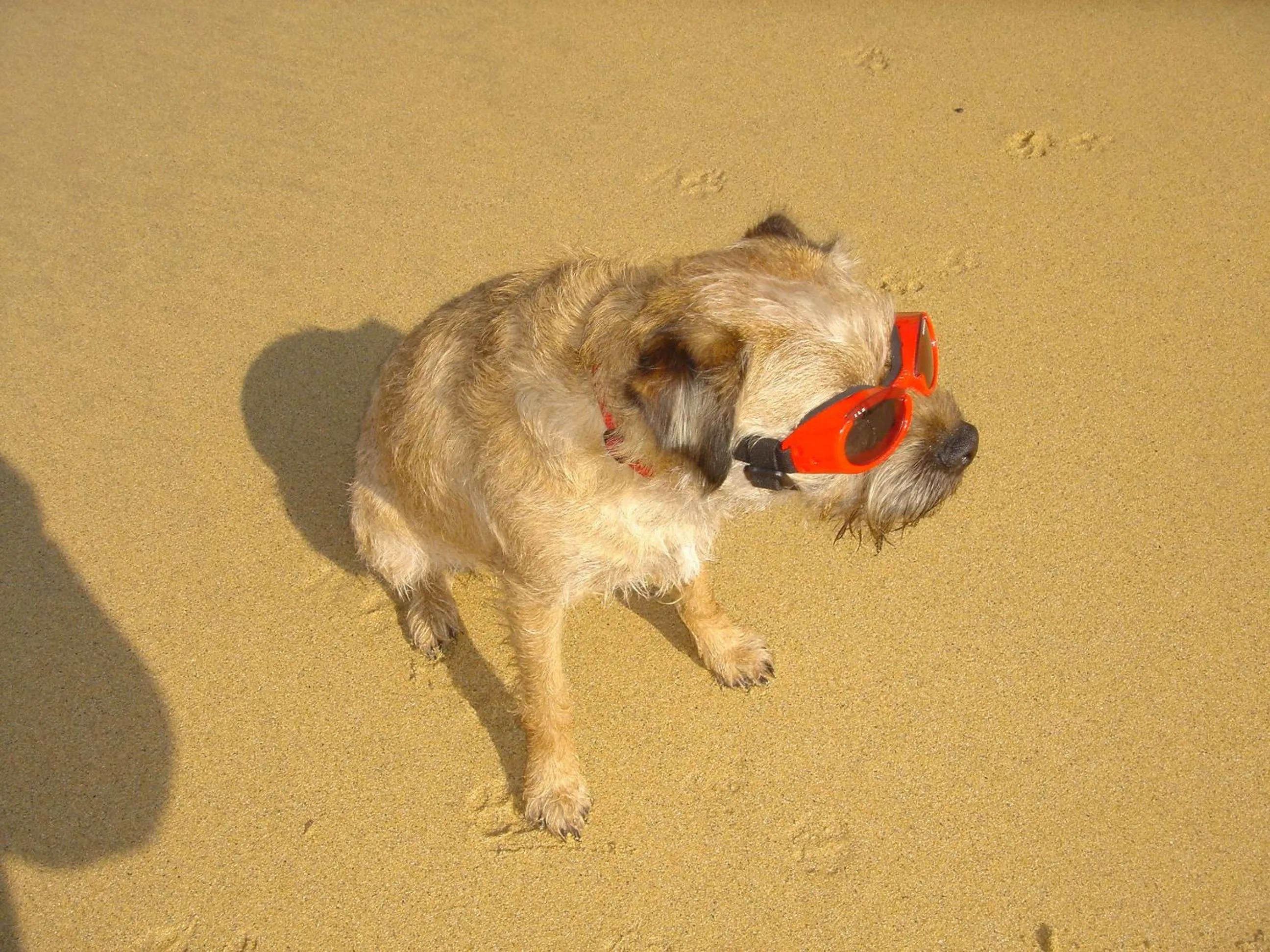 Pets in Kilcamb Lodge Hotel