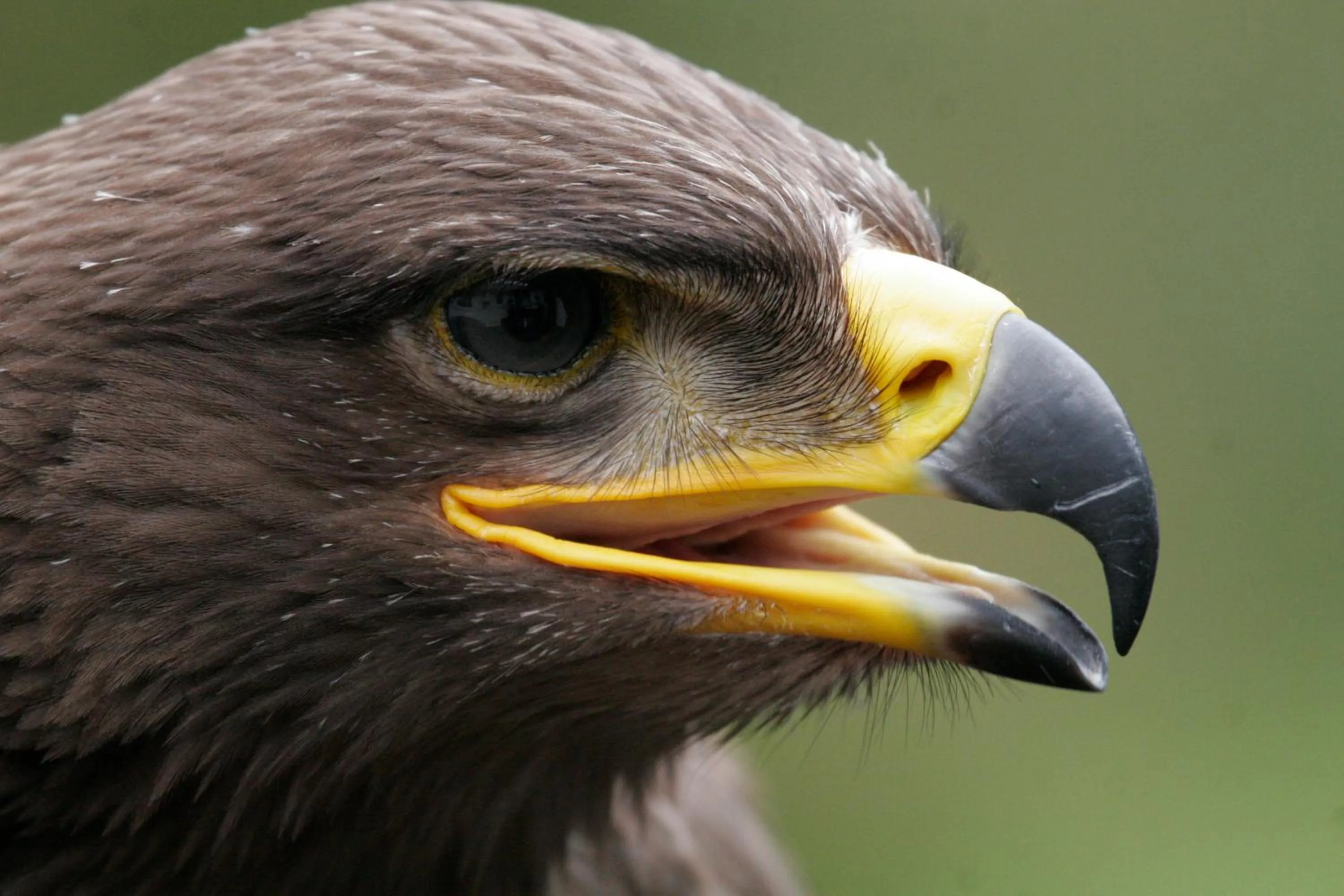 Animals in Kilcamb Lodge Hotel