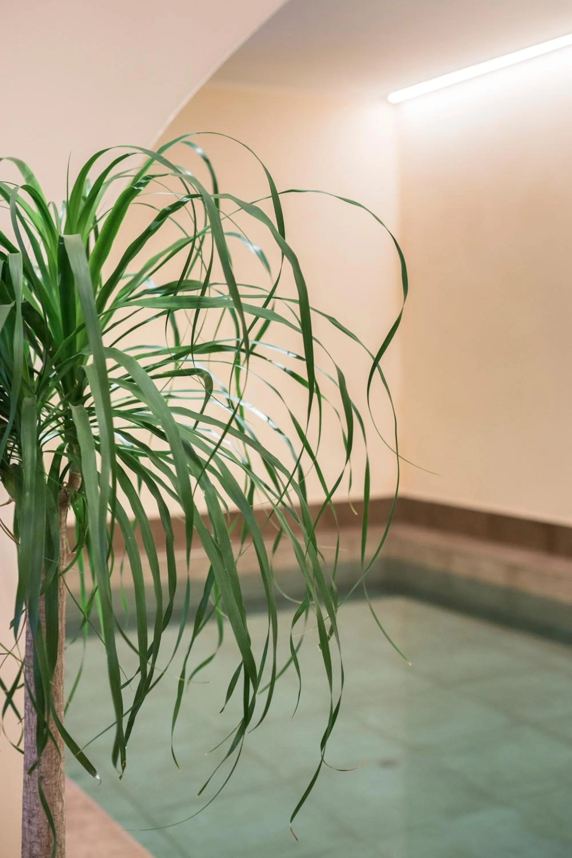 Swimming pool in Agave in Città