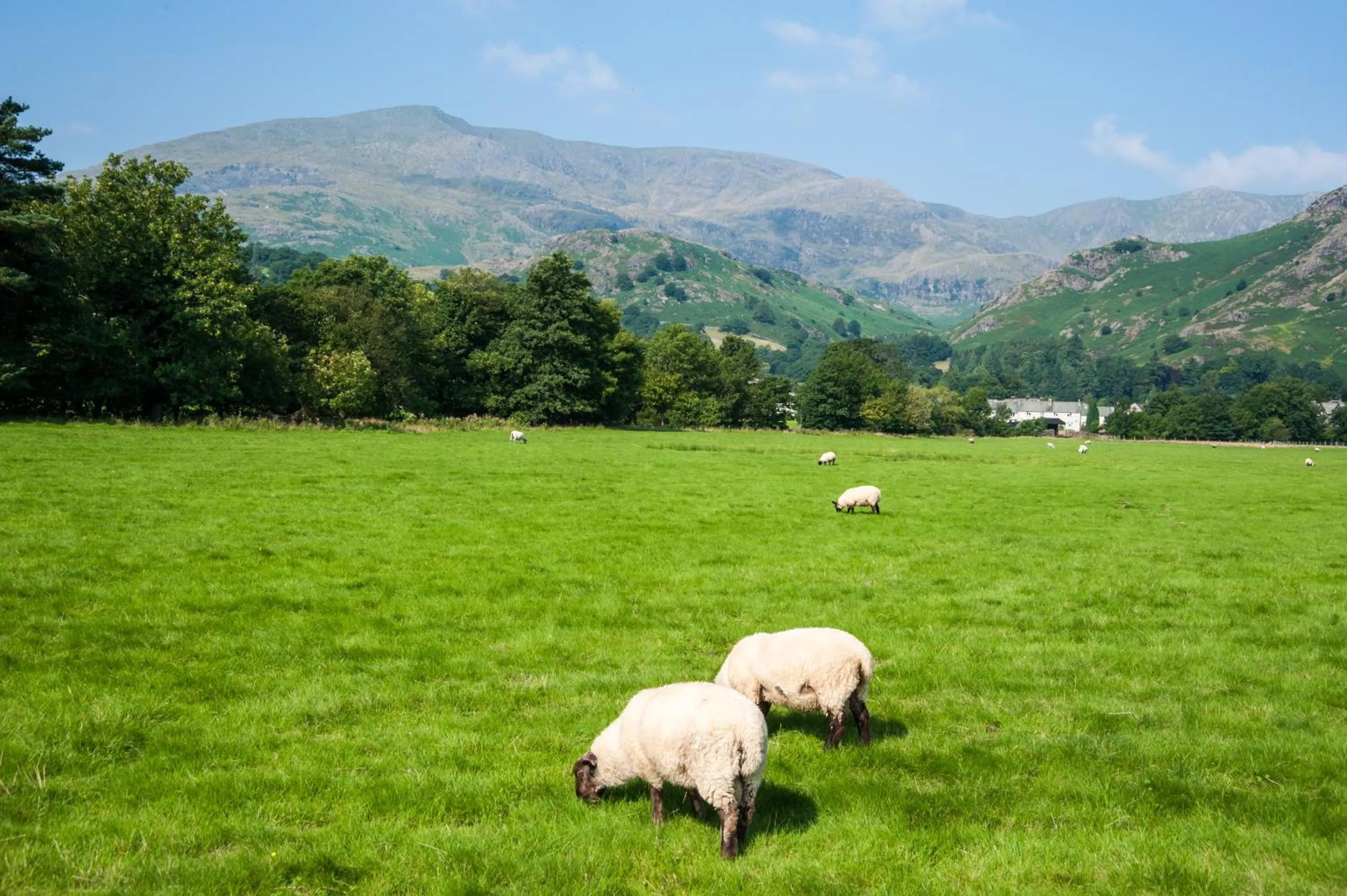 Pets in The Yewdale Inn and Hotel Coniston Village