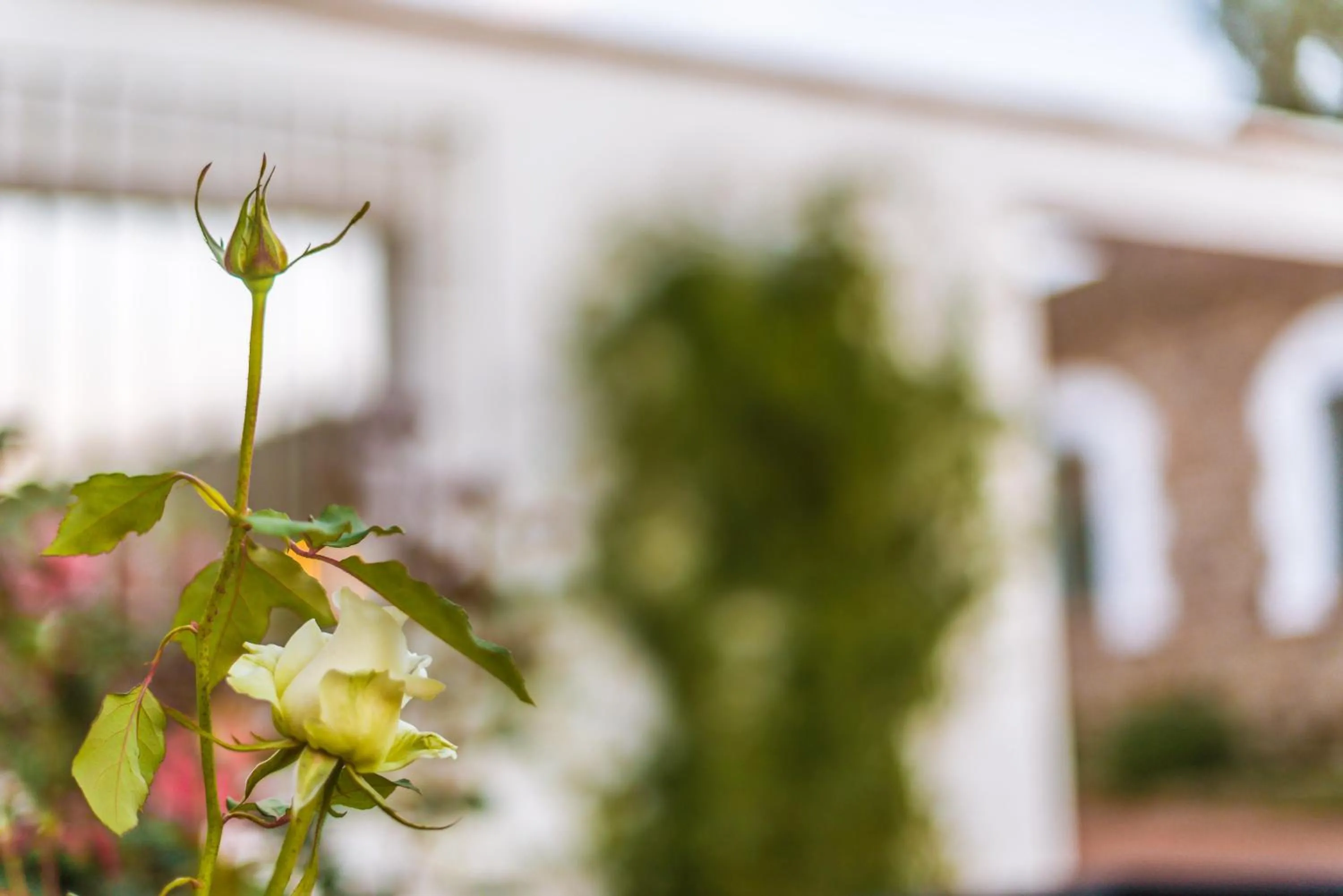 Garden in Balneario Aguas de Villaharta