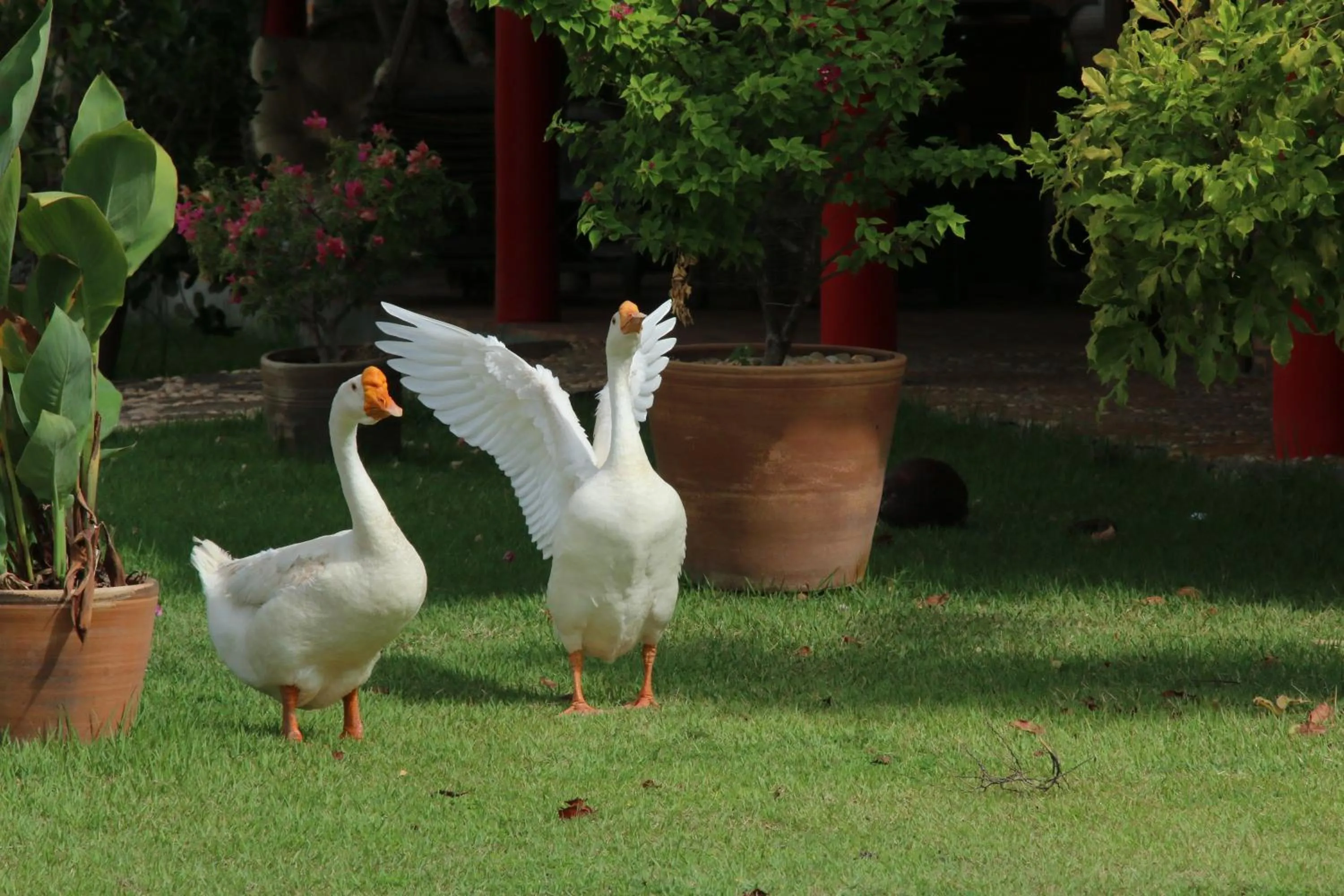 Pets in Porto Preguiças Resort