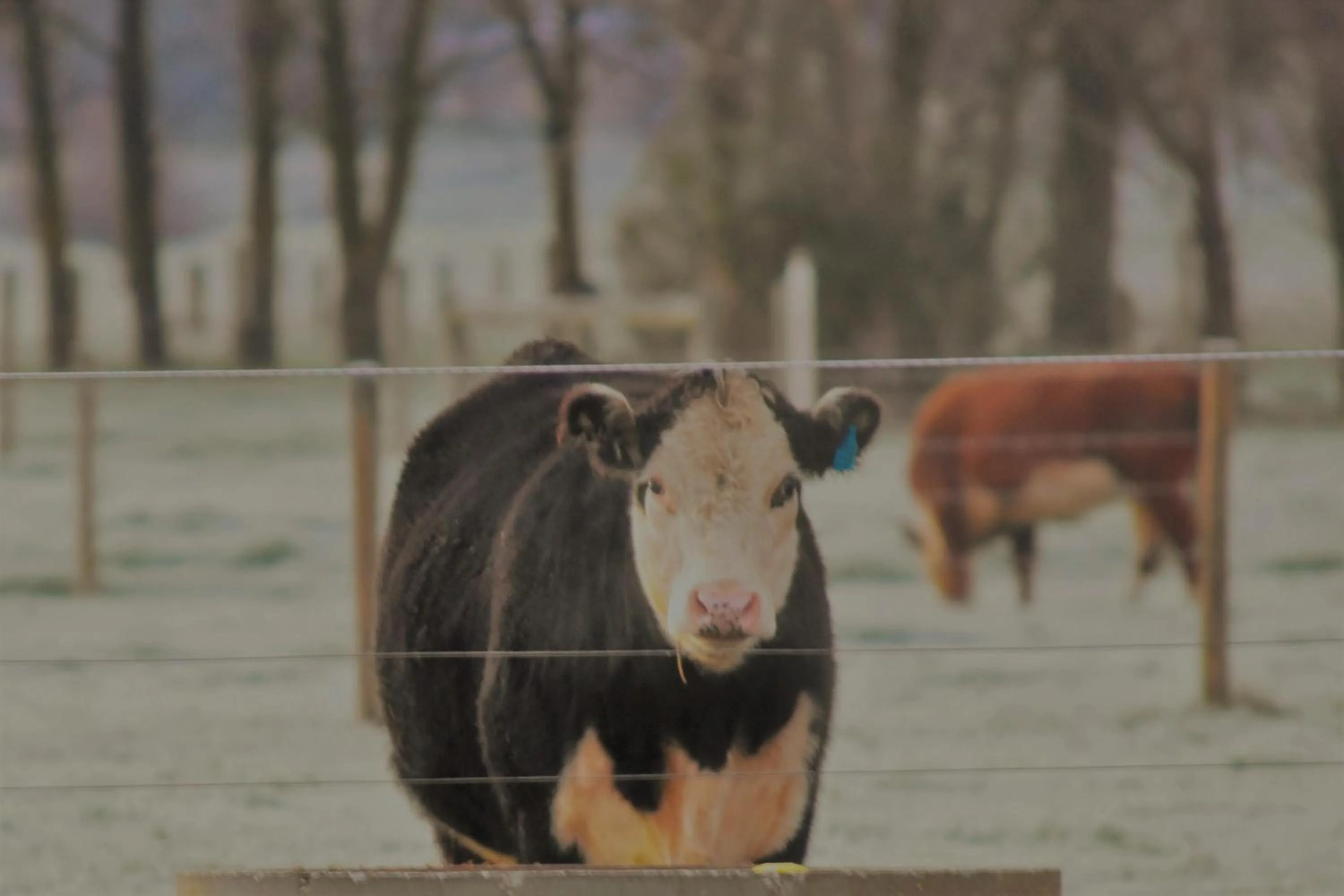 Animals in King River Cottage