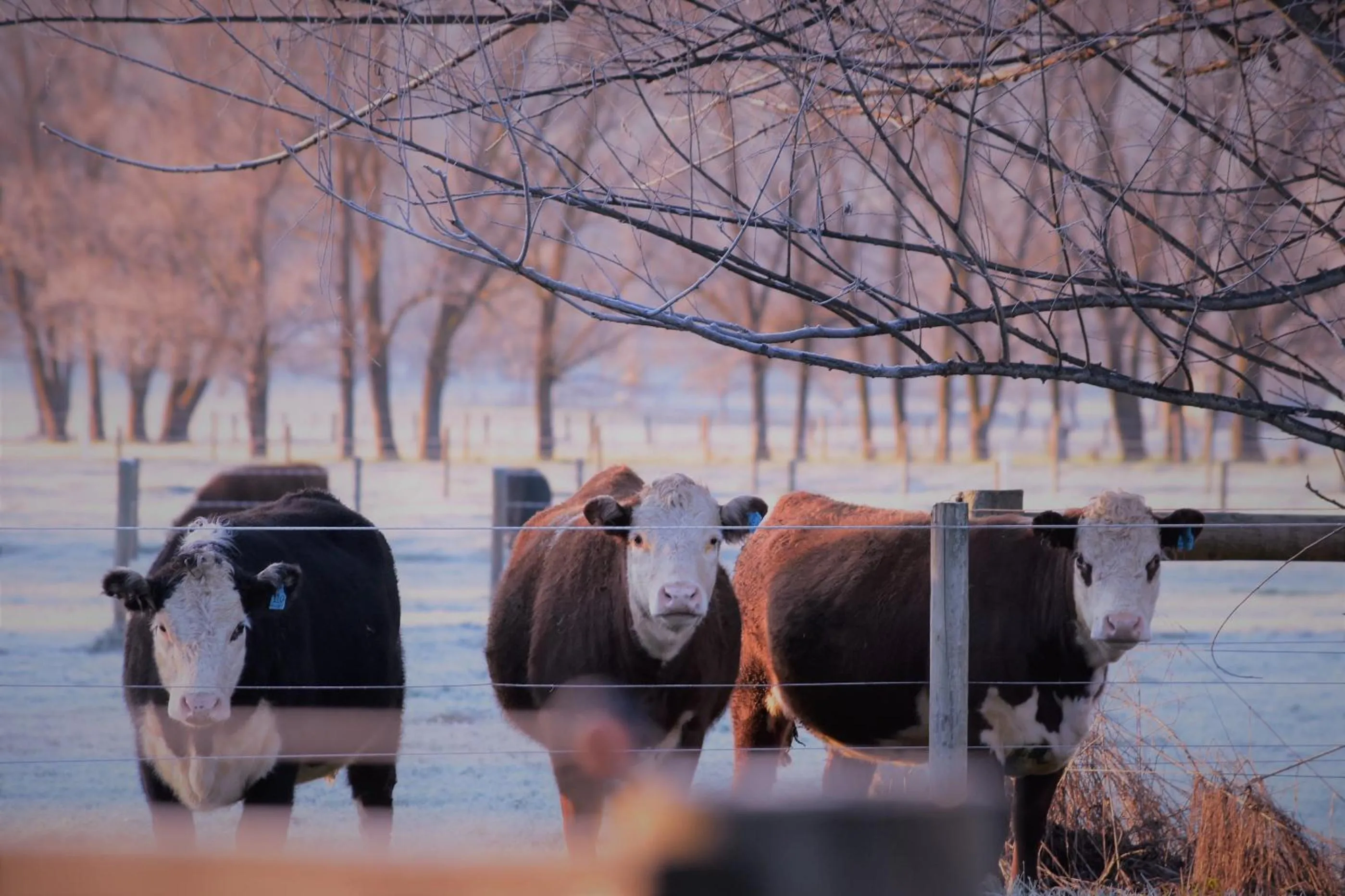 Natural landscape in King River Cottage