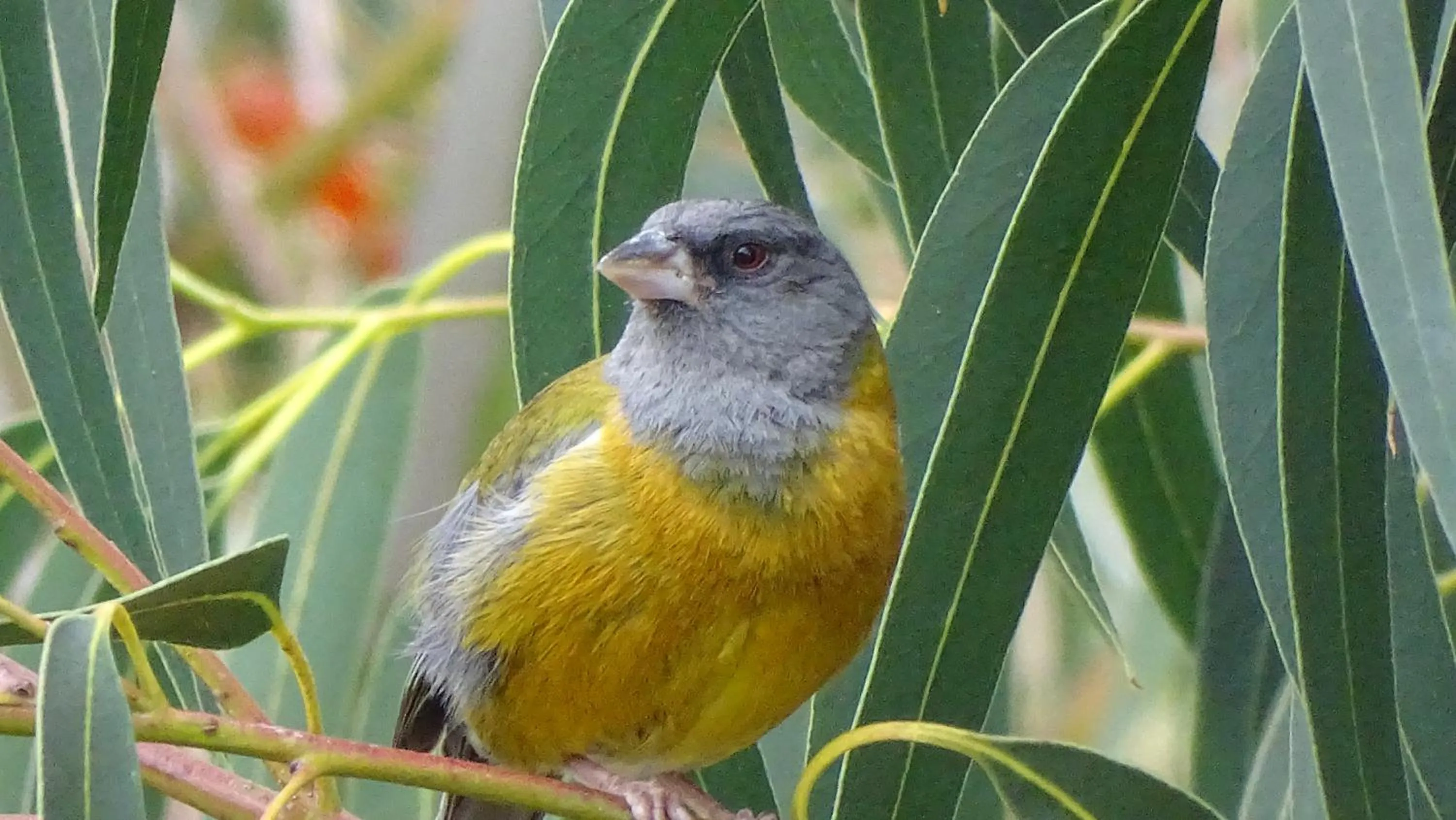 Bird's eye view in Departamentos Bellavista La Alborada Huaraz