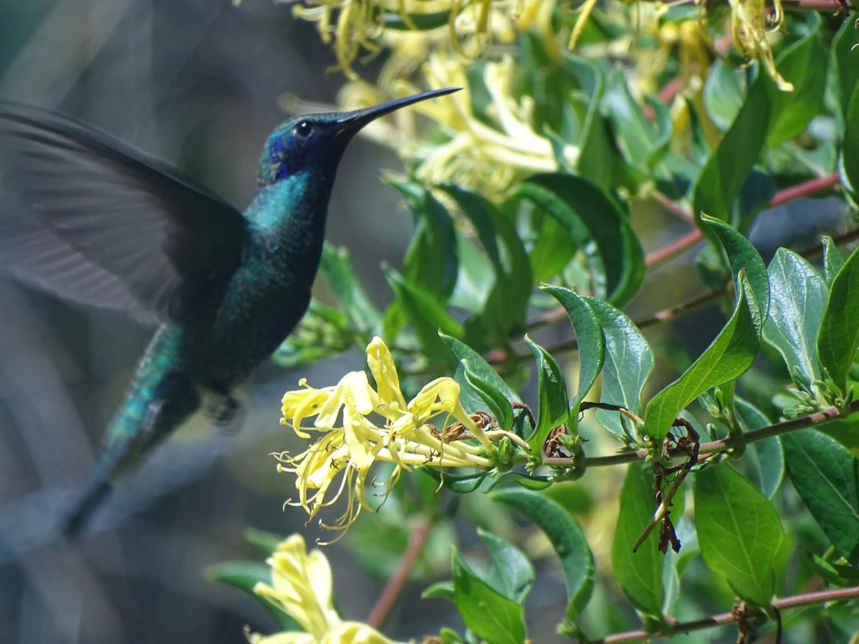 Business facilities in Departamentos Bellavista La Alborada Huaraz