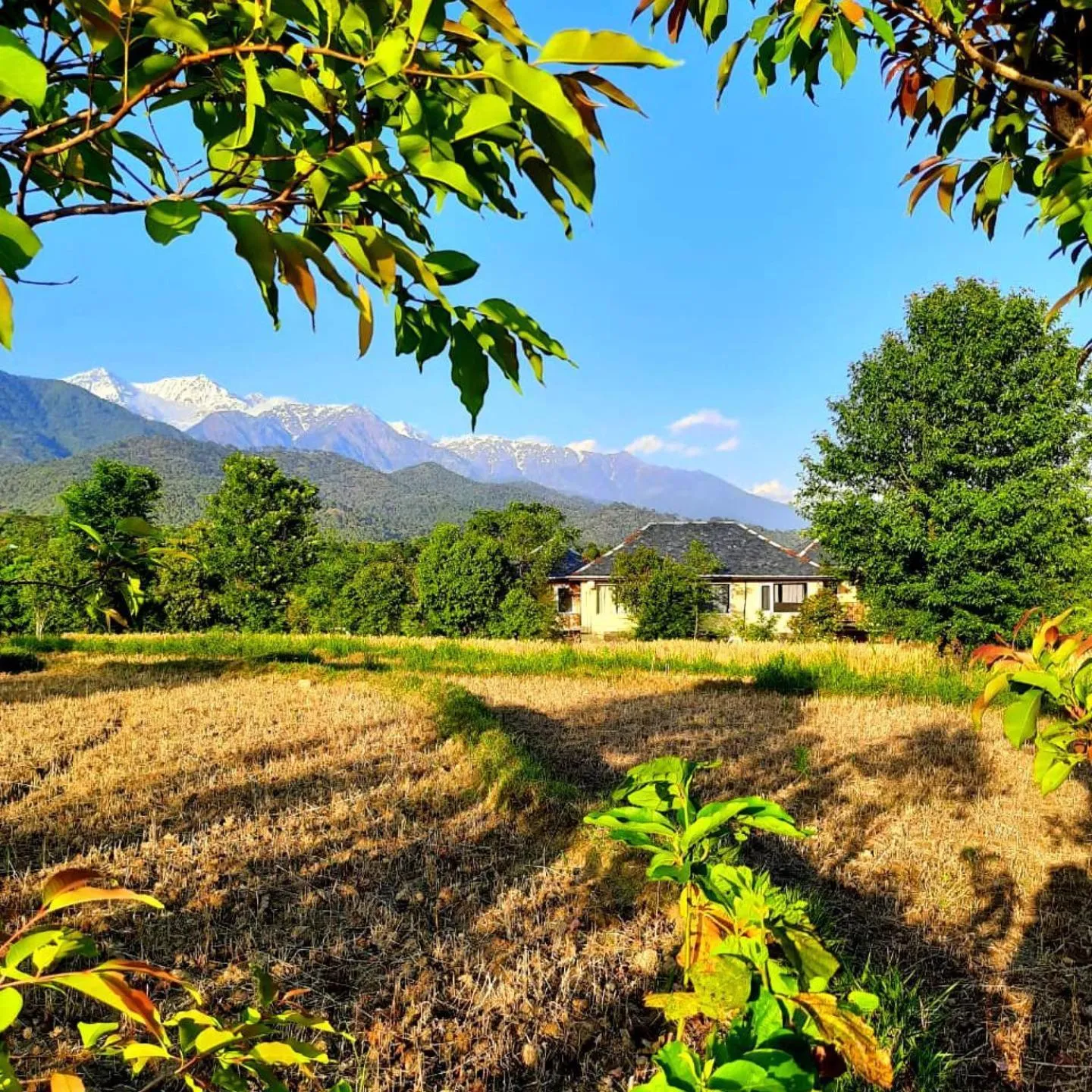 View (from property/room) in Seclude Palampur