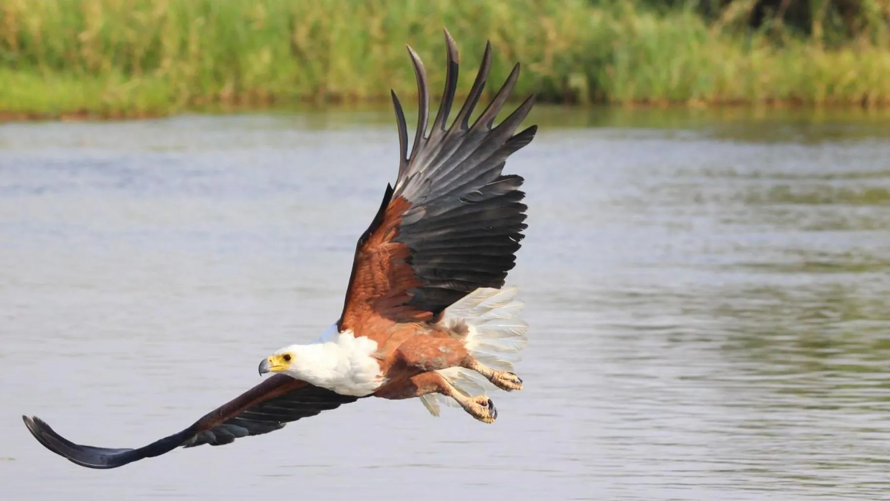 Animals in Rijk's Wine Estate & Hotel