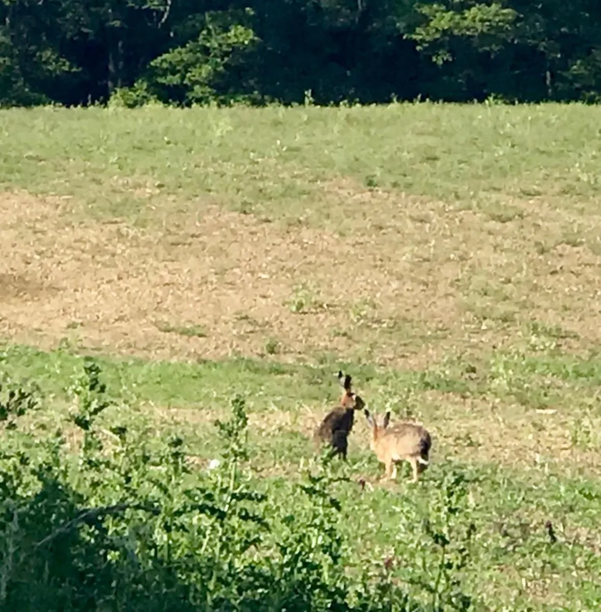 Natural landscape in Riding Farm