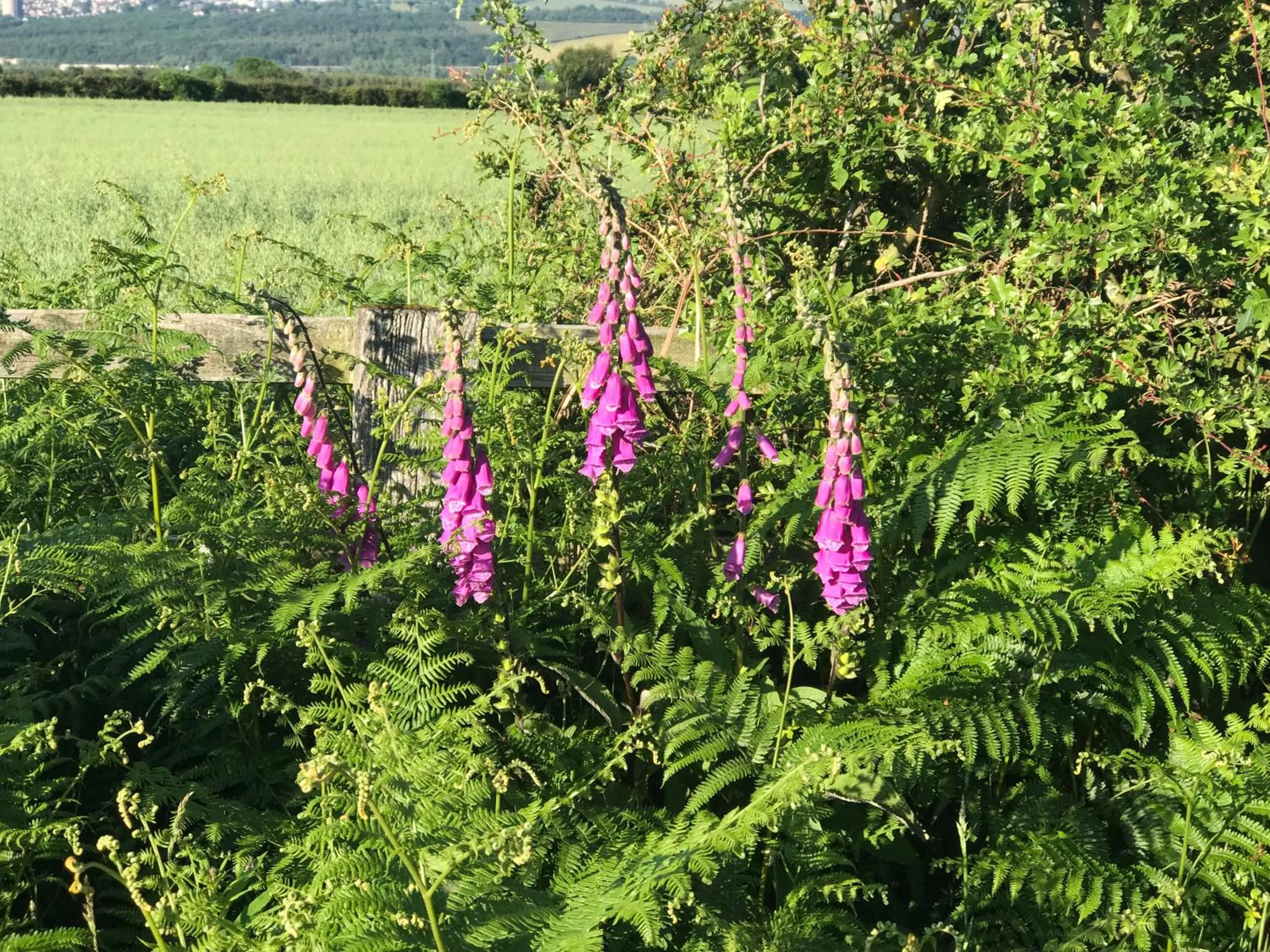 Activities in Riding Farm