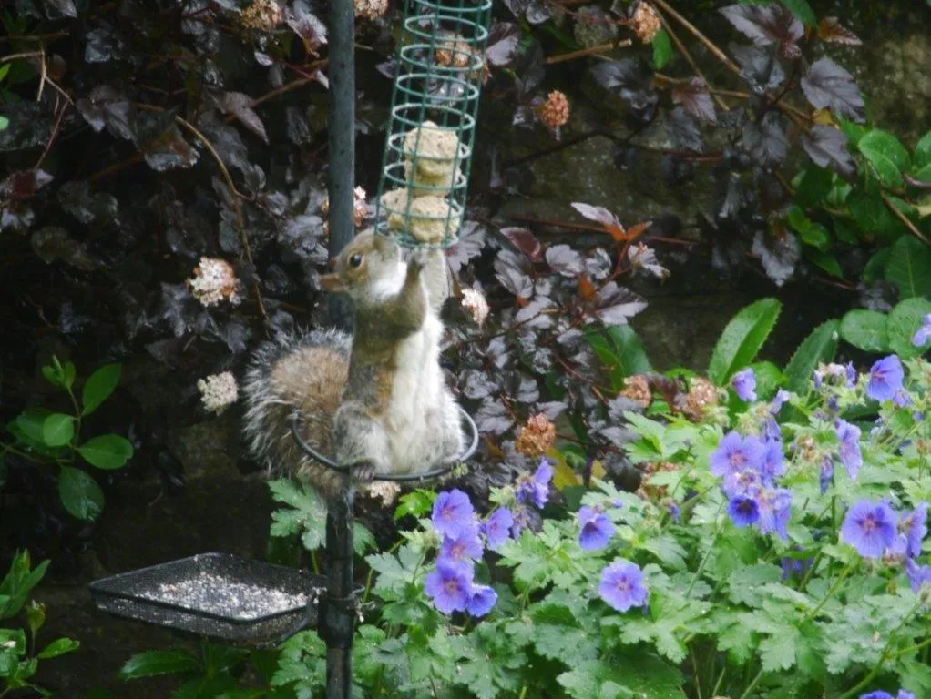 Garden in Riding Farm