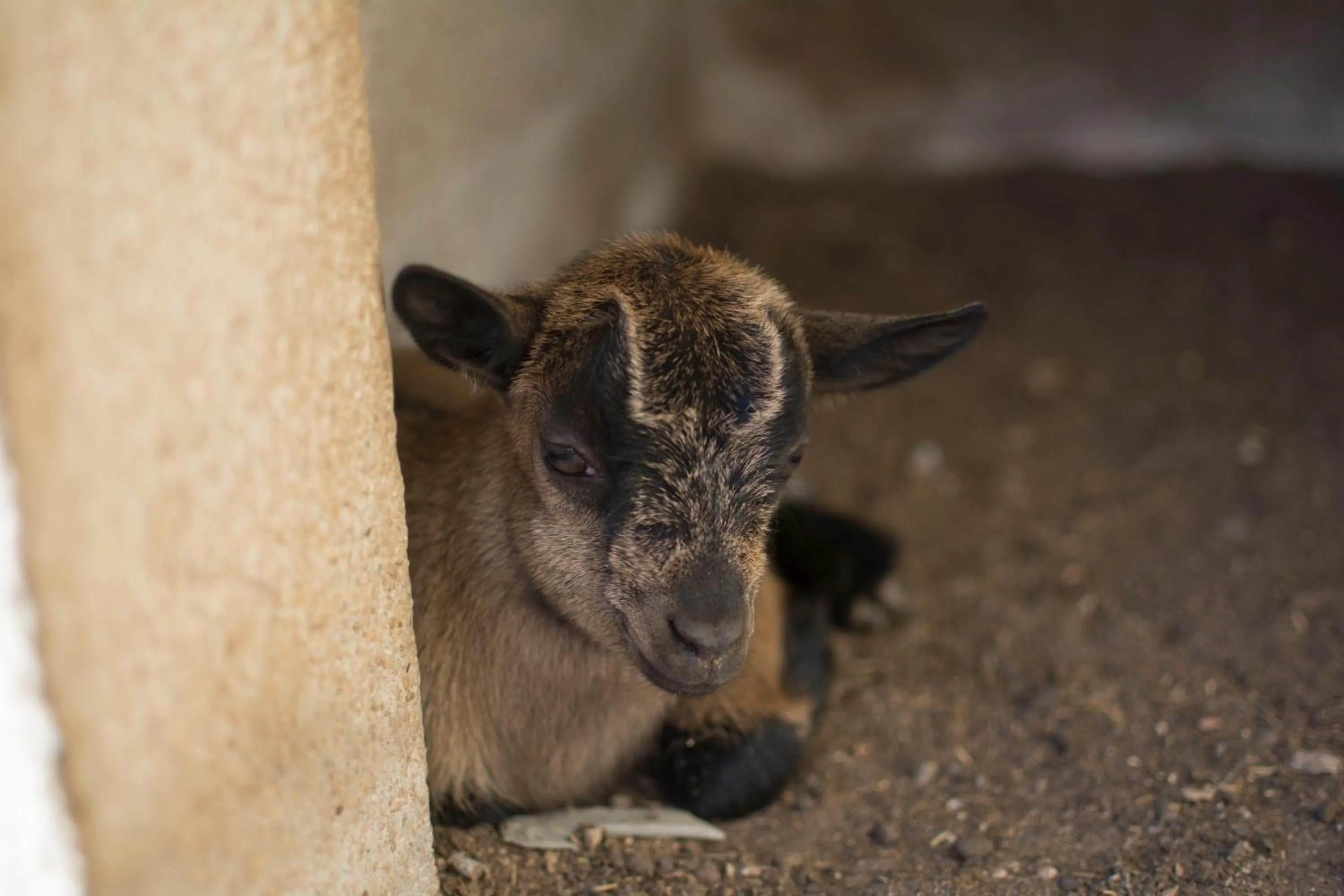 Animals in Mas Taniet Hotel Rural
