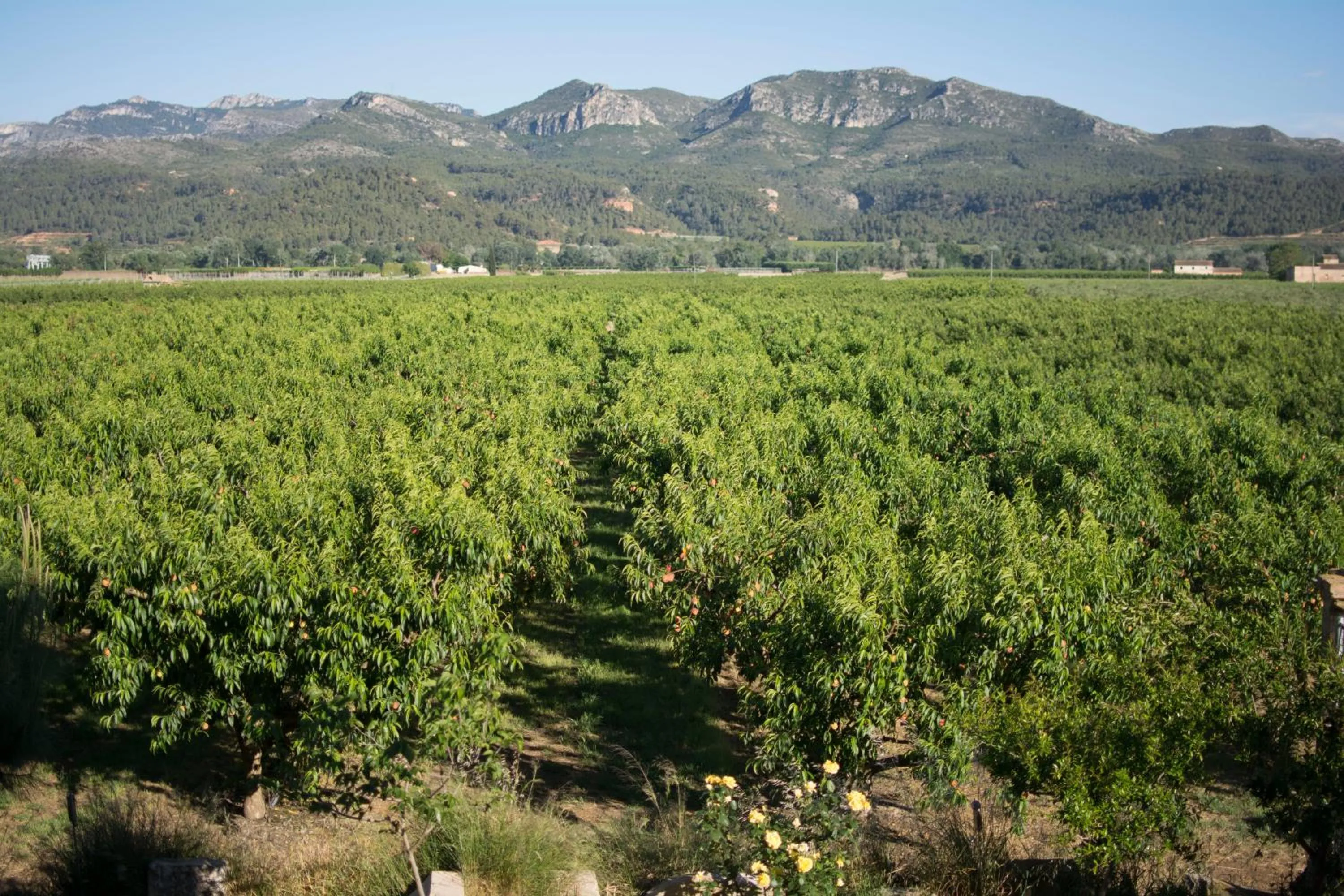 Summer in Mas Taniet Hotel Rural