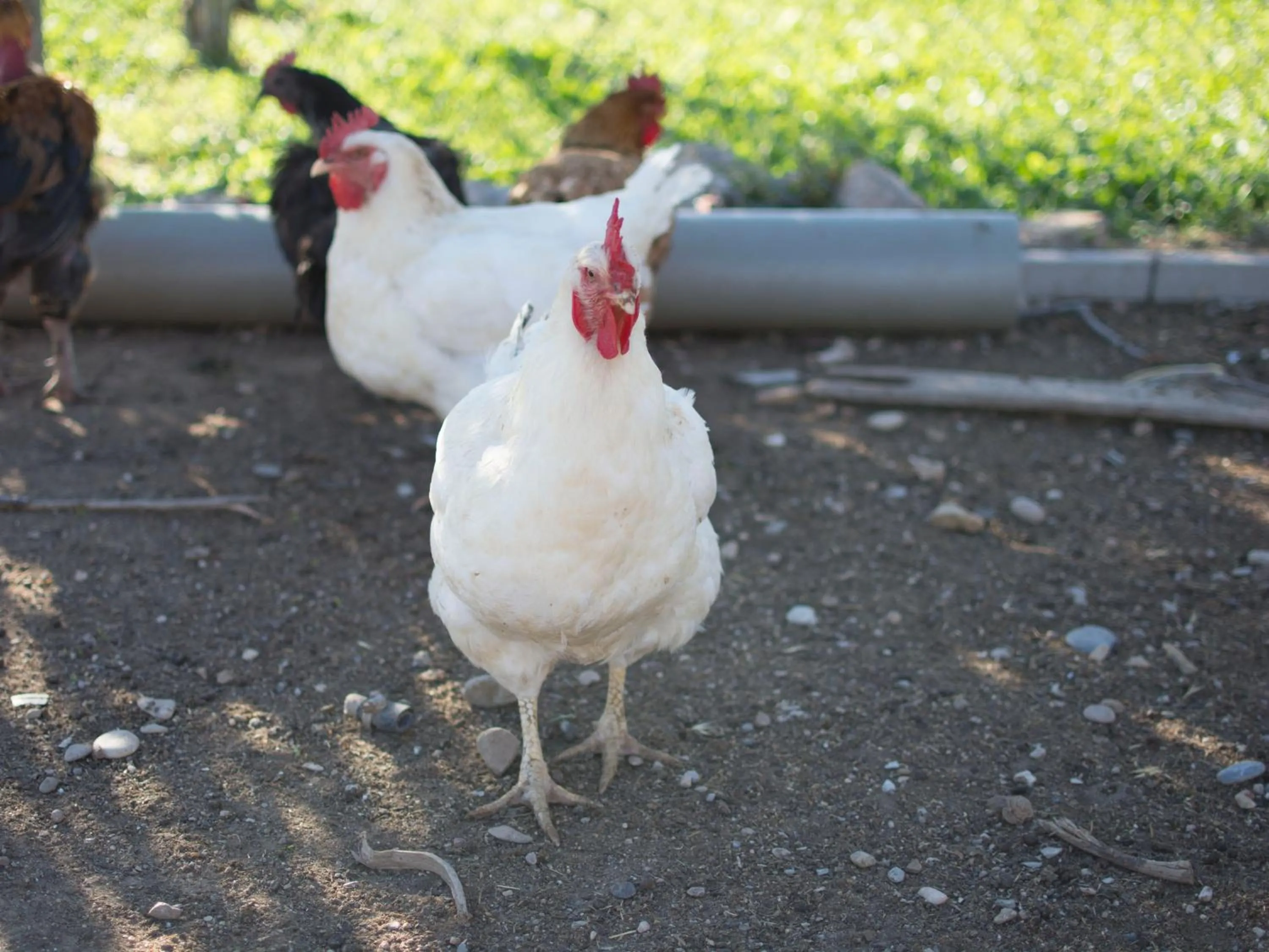 Animals in Mas Taniet Hotel Rural