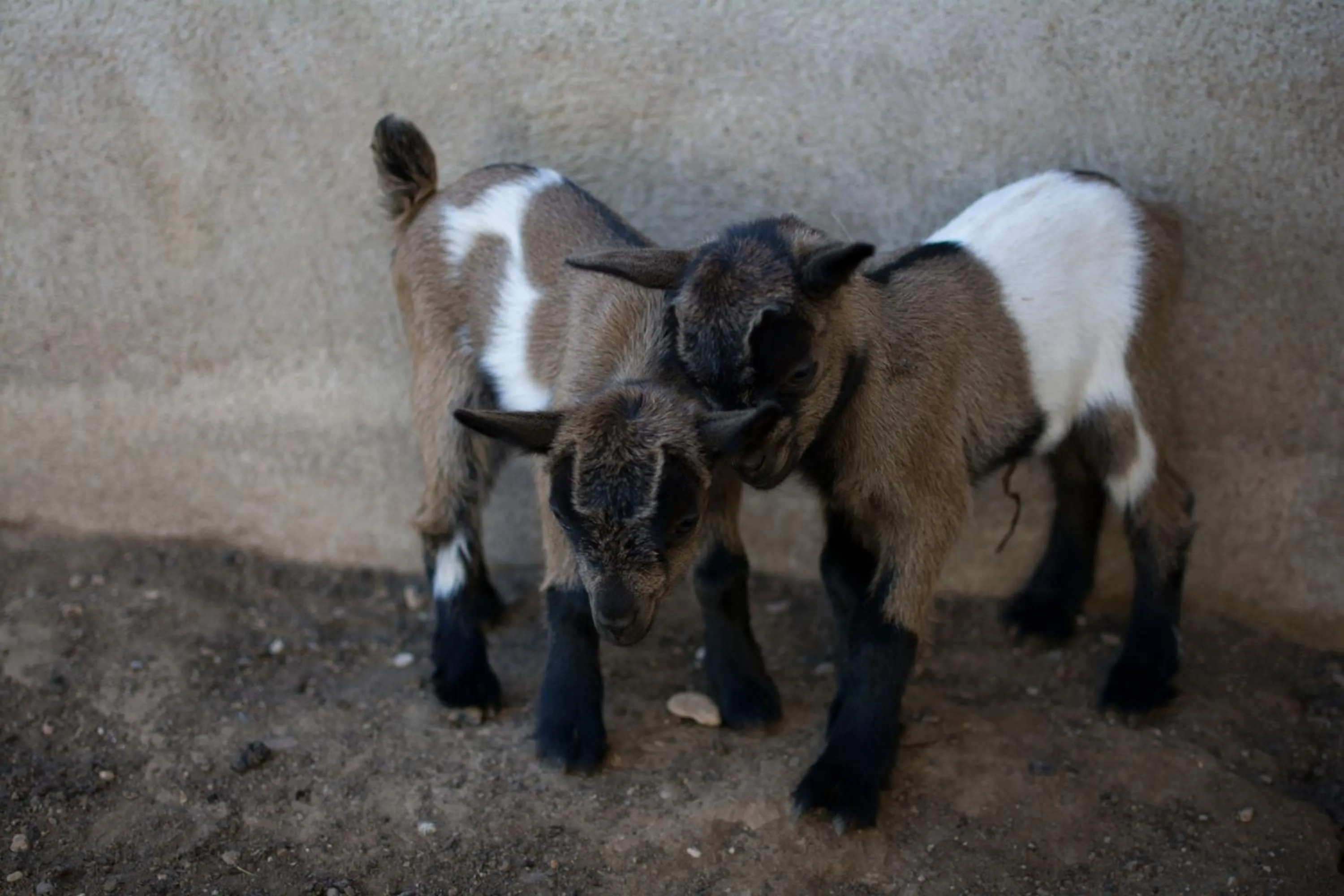 Animals in Mas Taniet Hotel Rural