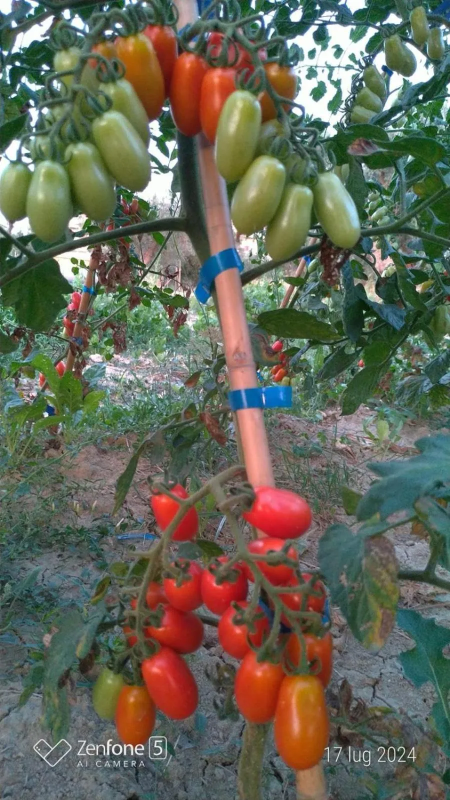 Garden in Hotel Villa Elena